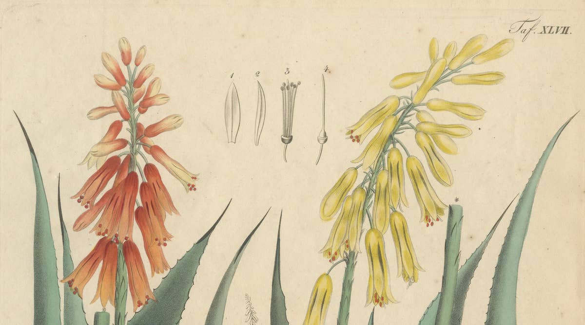 Antique Botanical Print of Aloe Socotrina & Aloe Vulgaris, c.1831