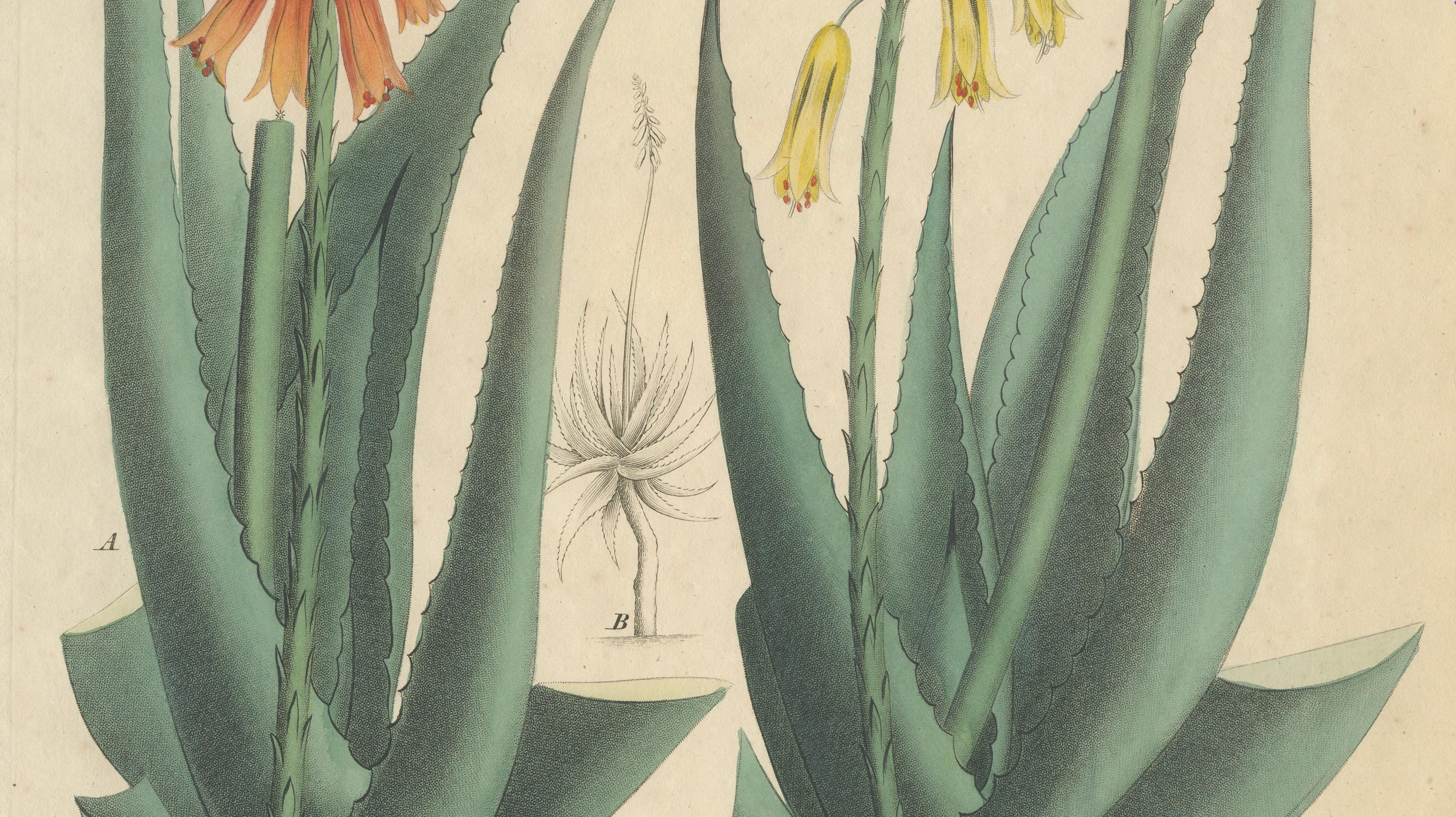 Antique Botanical Print of Aloe Socotrina & Aloe Vulgaris, c.1831