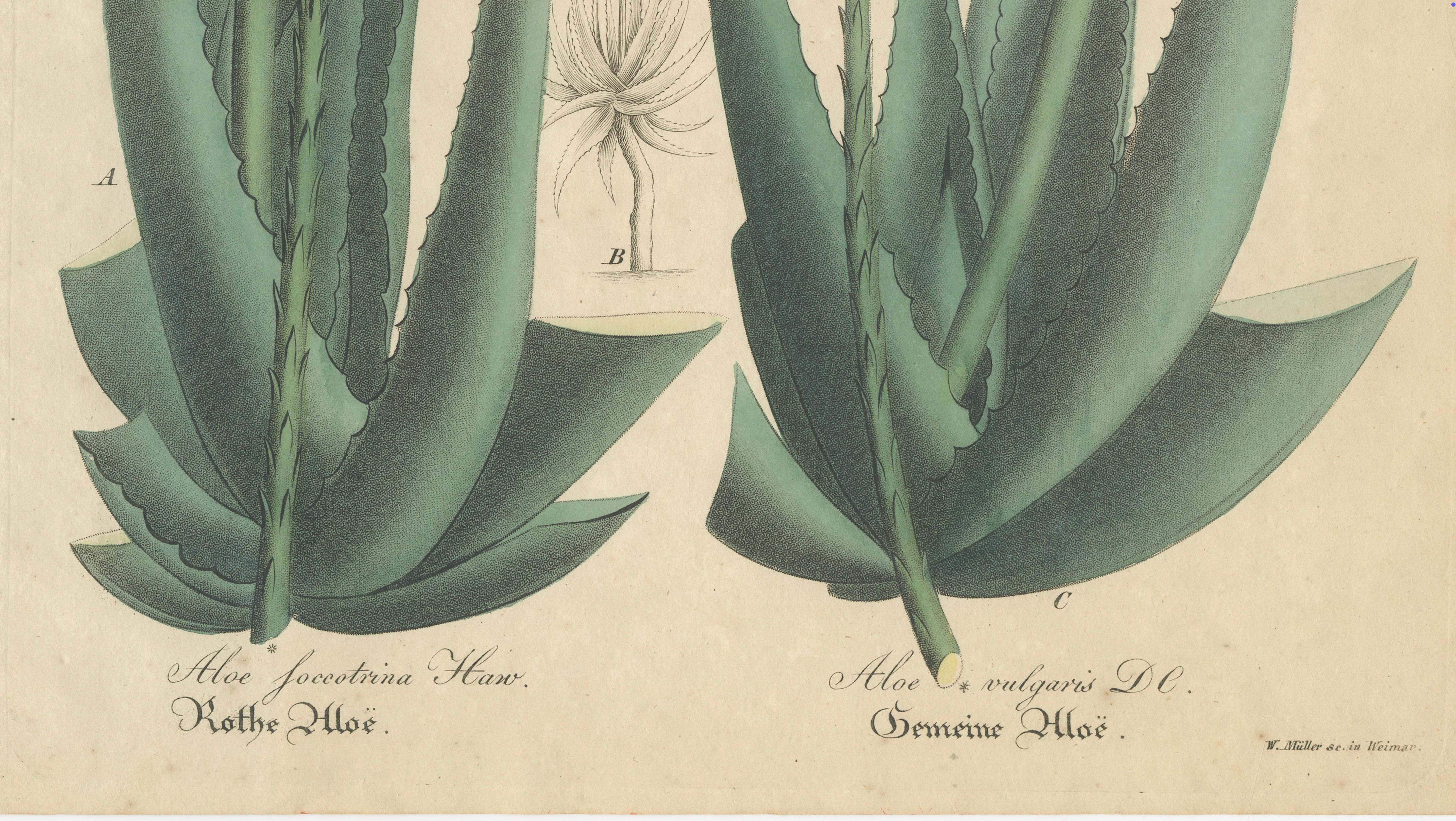 Antique Botanical Print of Aloe Socotrina & Aloe Vulgaris, c.1831