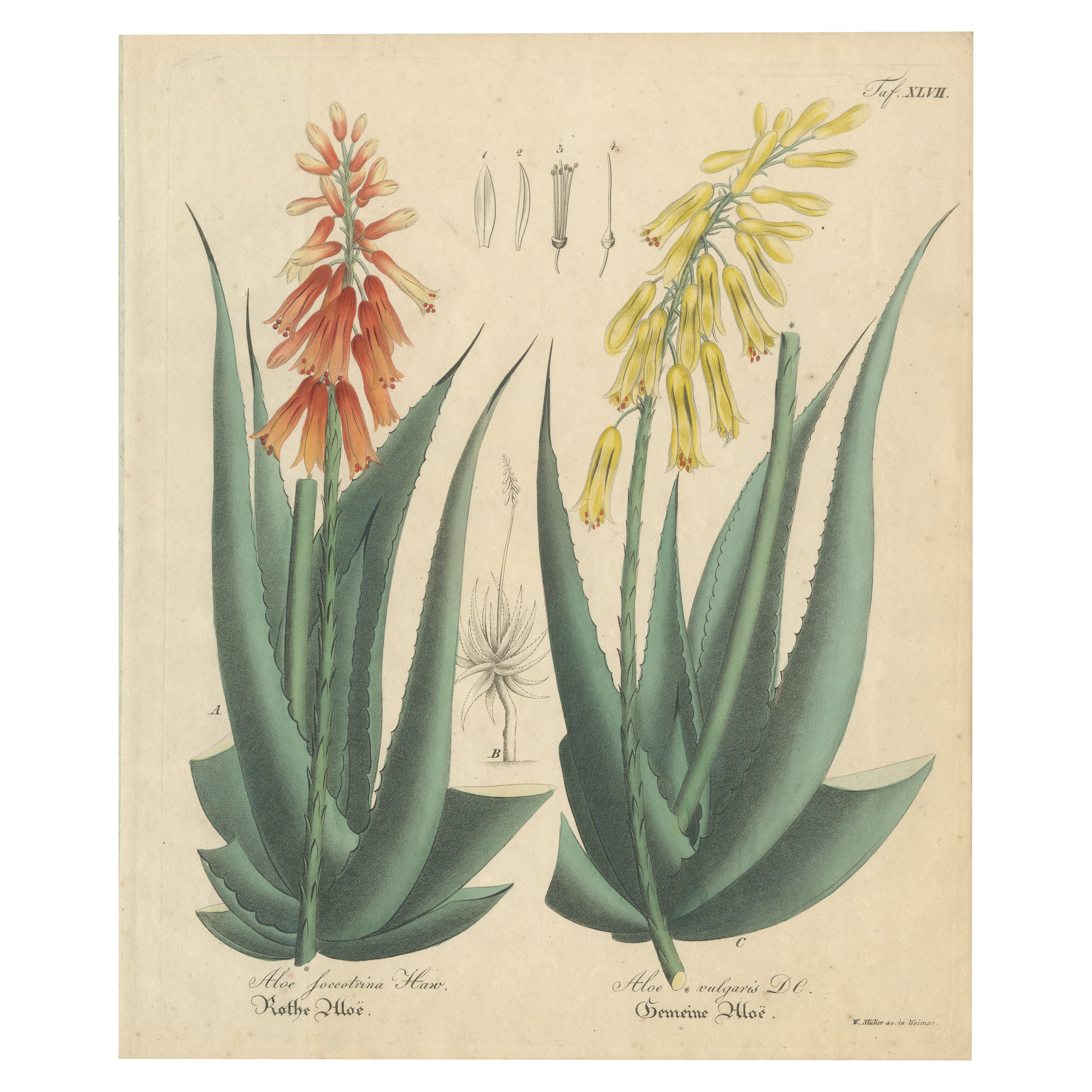 Antique Botanical Print of Aloe Socotrina 
Aloe Vulgaris, c.1831 For Sale
