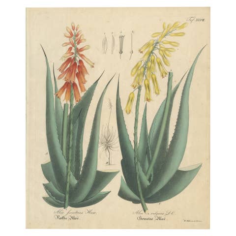 Antique Botanical Print of Aloe Socotrina & Aloe Vulgaris, c.1831