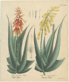 Antique Botanical Print of Aloe Socotrina 
Aloe Vulgaris, c.1831