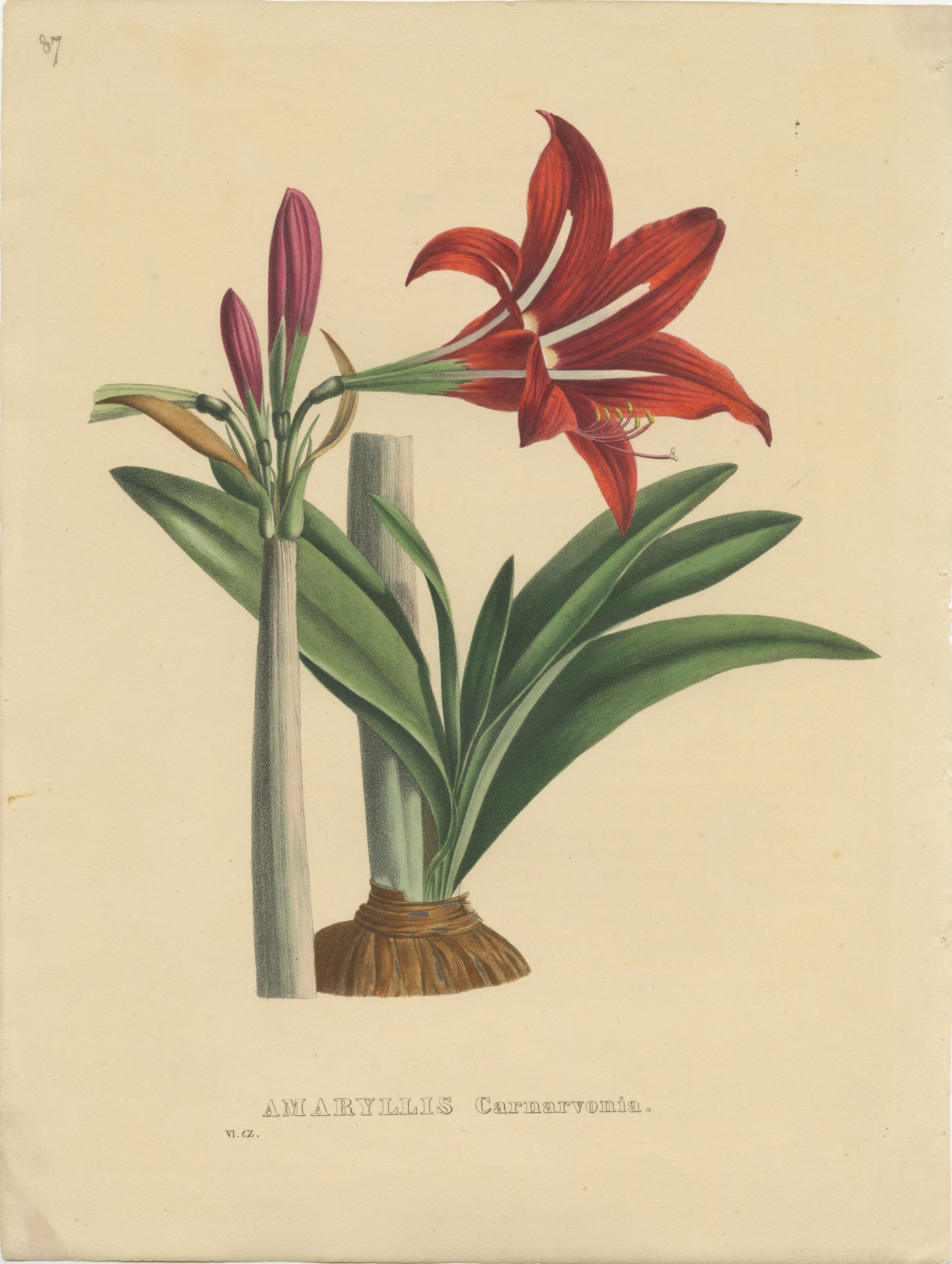 Antiker botanischer Druck mit dem Titel 'Amaryllis Carnarvonia'. Alter Originaldruck einer Amaryllisart. Dieser Druck stammt aus dem 