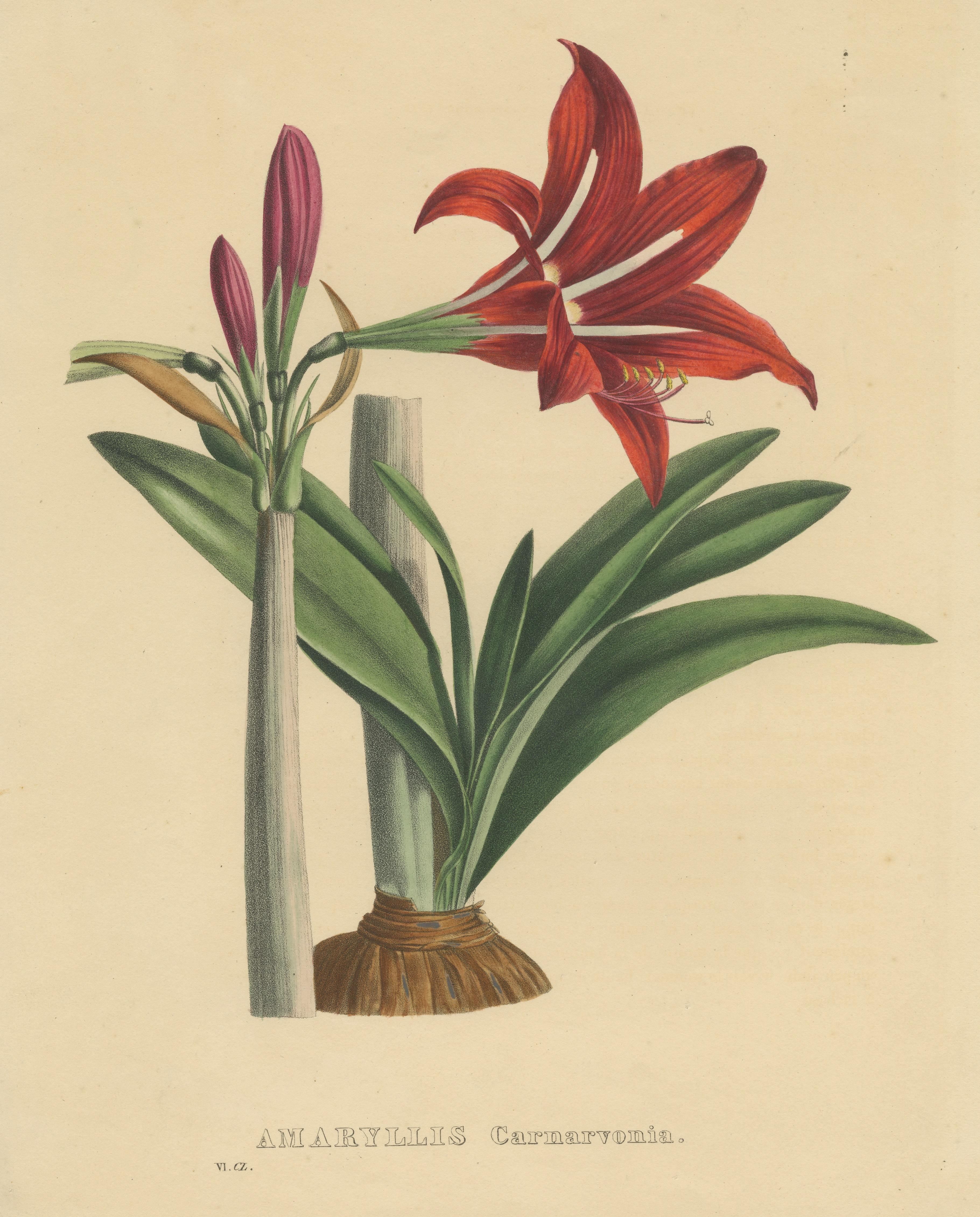 Antique Botanical Print of an Amaryllis species In Fair Condition For Sale In Langweer, NL
