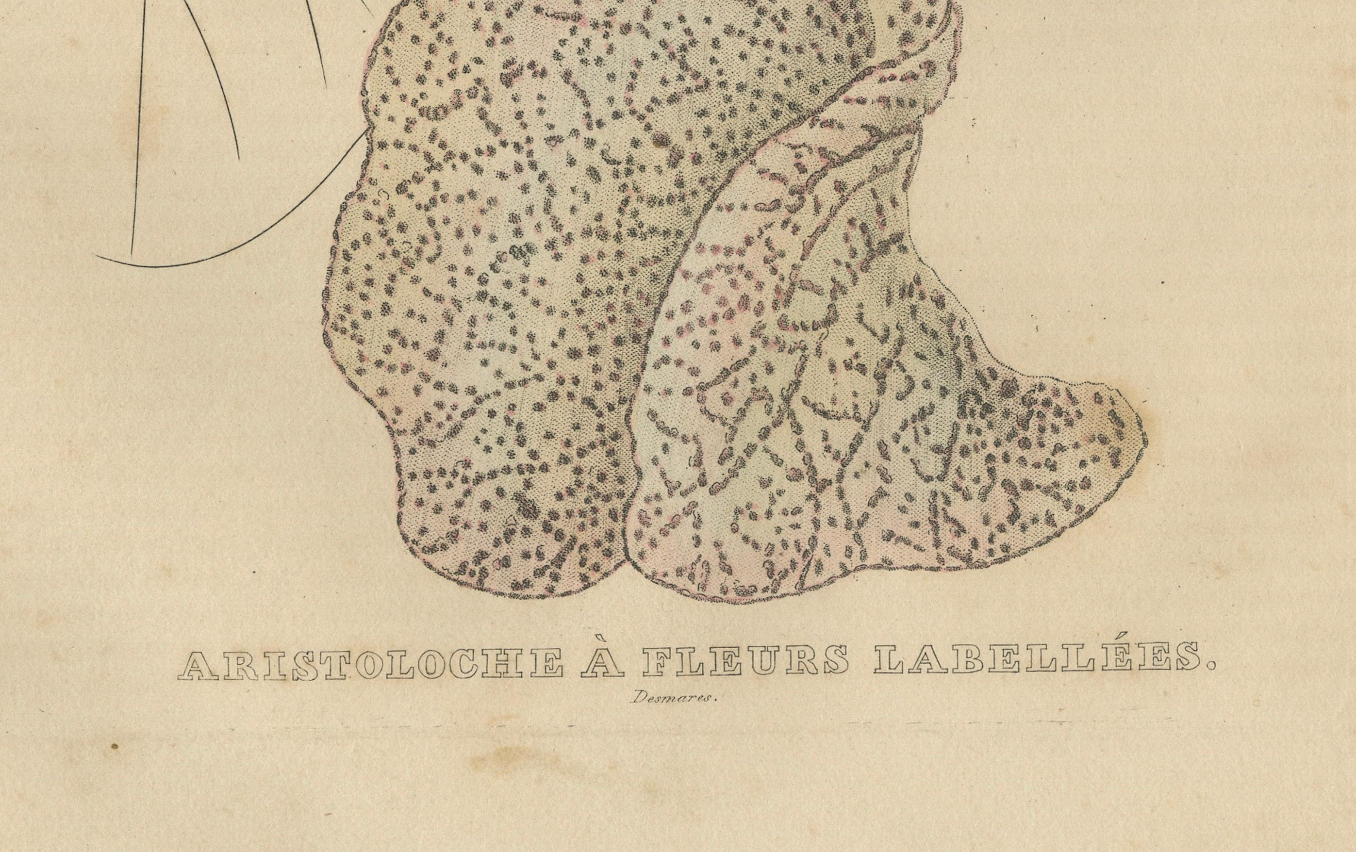 Title: Antique Botanical Print of Aristolochia à Fleurs Labellées - 19th Century

Description:
This antique botanical print, titled 