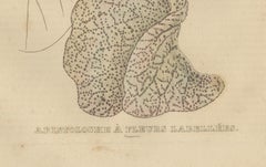 Antique Botanical Print of Aristolochia à Fleurs Labellées - 19th Century