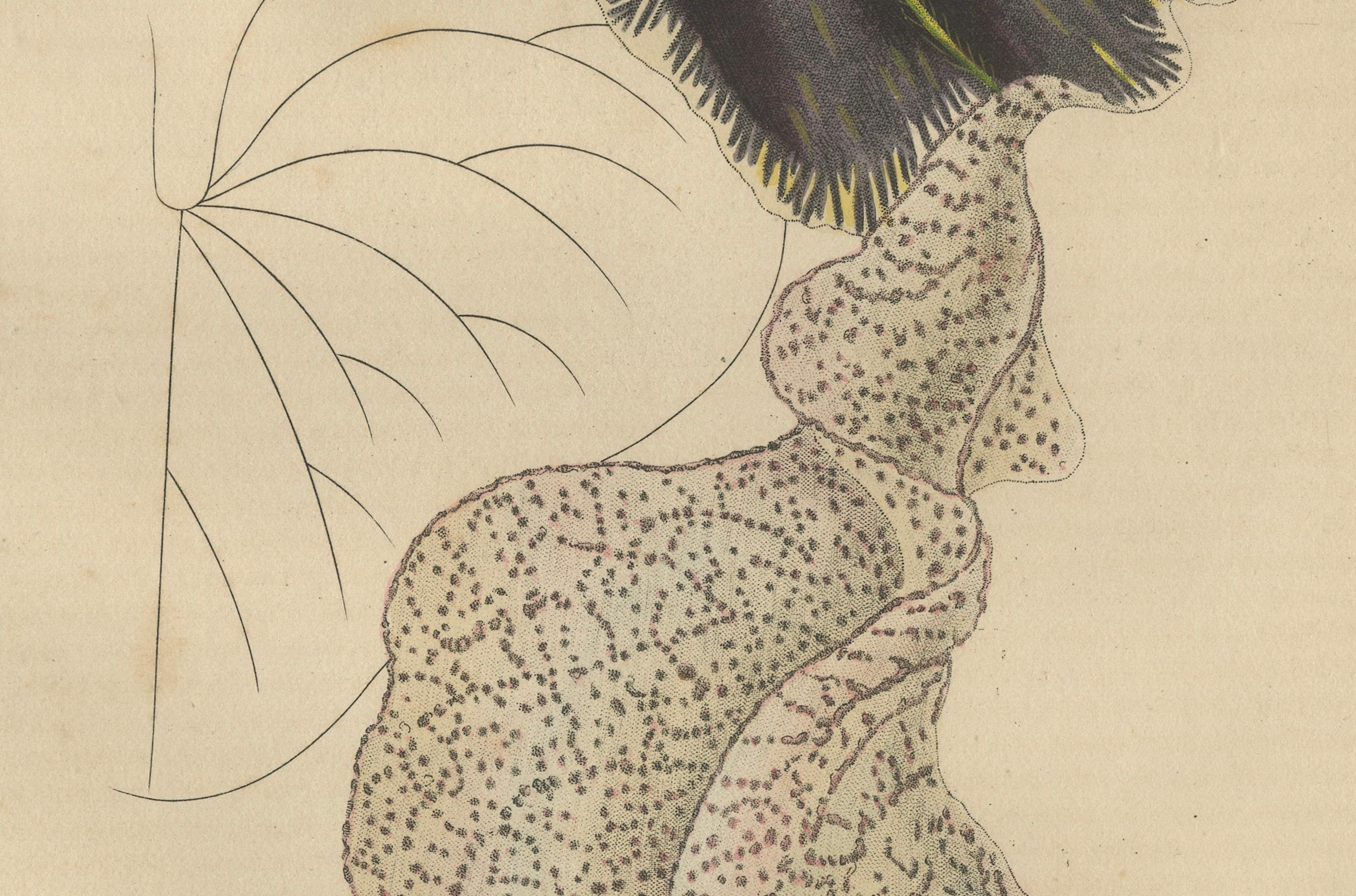 Engraved Antique Botanical Print of Aristolochia à Fleurs Labellées - 19th Century For Sale