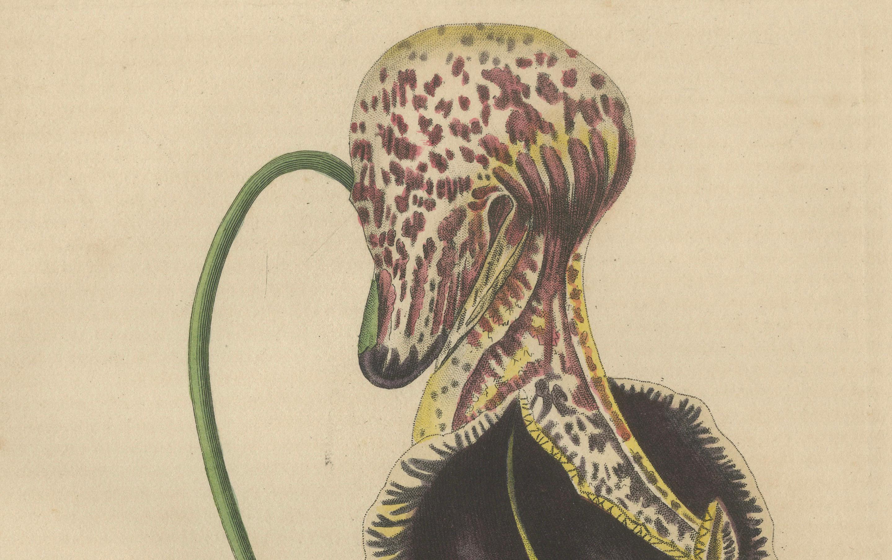Antique Botanical Print of Aristolochia à Fleurs Labellées - 19th Century In Good Condition For Sale In Langweer, NL