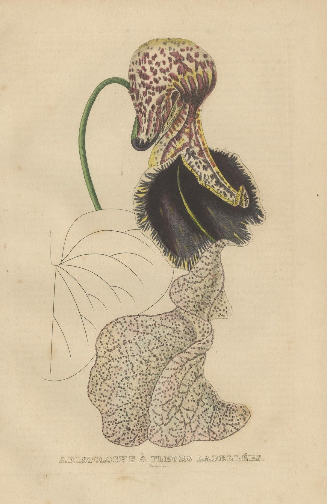 Early 19th Century Antique Botanical Print of Aristolochia à Fleurs Labellées - 19th Century For Sale
