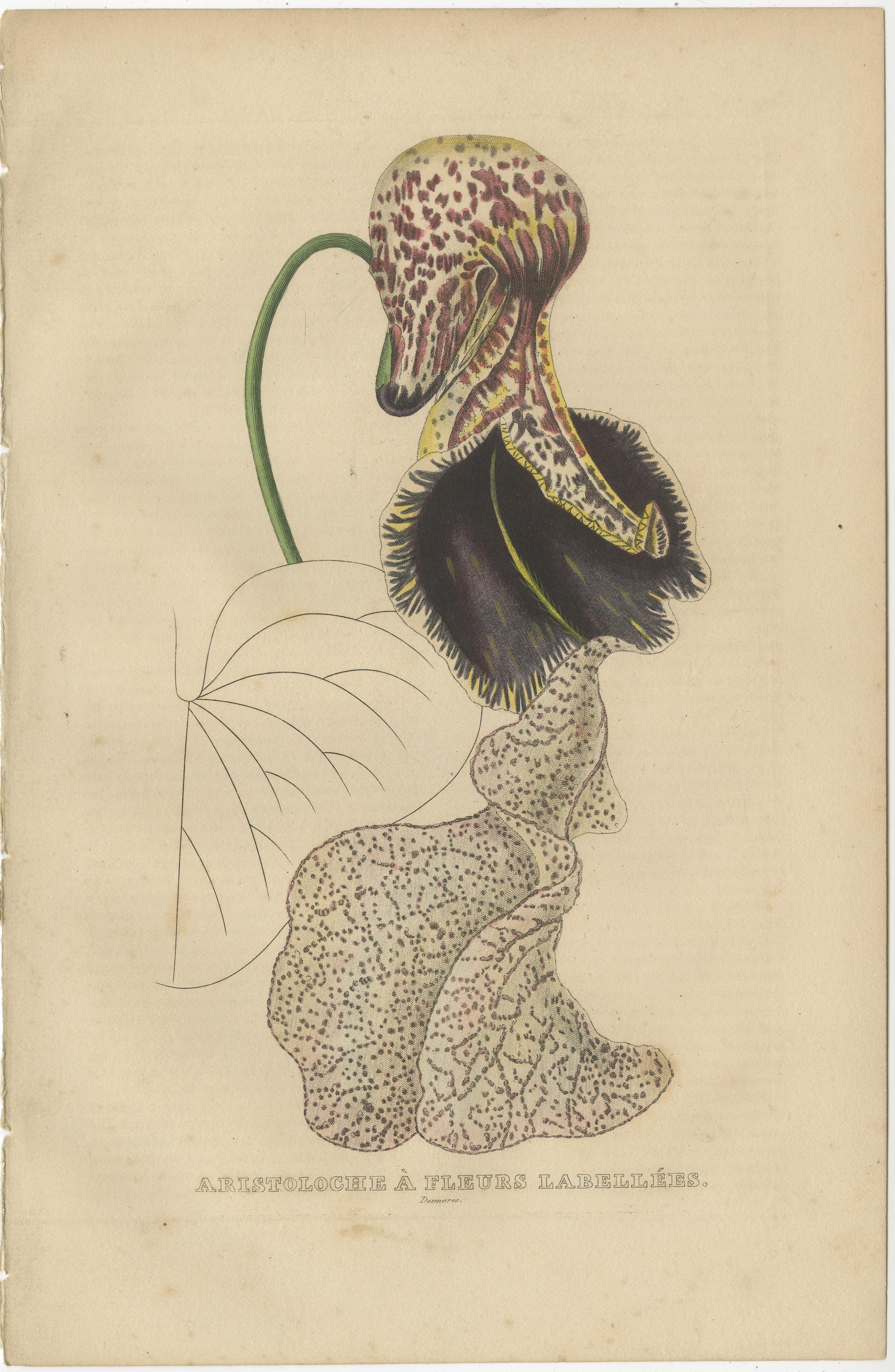 Paper Antique Botanical Print of Aristolochia à Fleurs Labellées - 19th Century For Sale