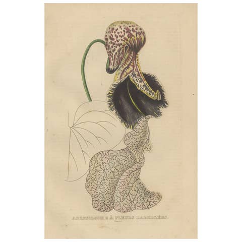 Antique Botanical Print of Aristolochia à Fleurs Labellées - 19th Century