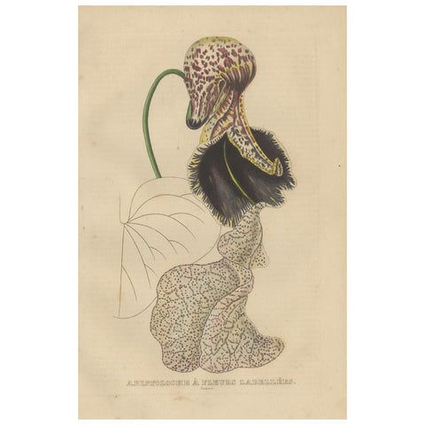 Antique Botanical Print of Aristolochia à Fleurs Labellées - 19th Century