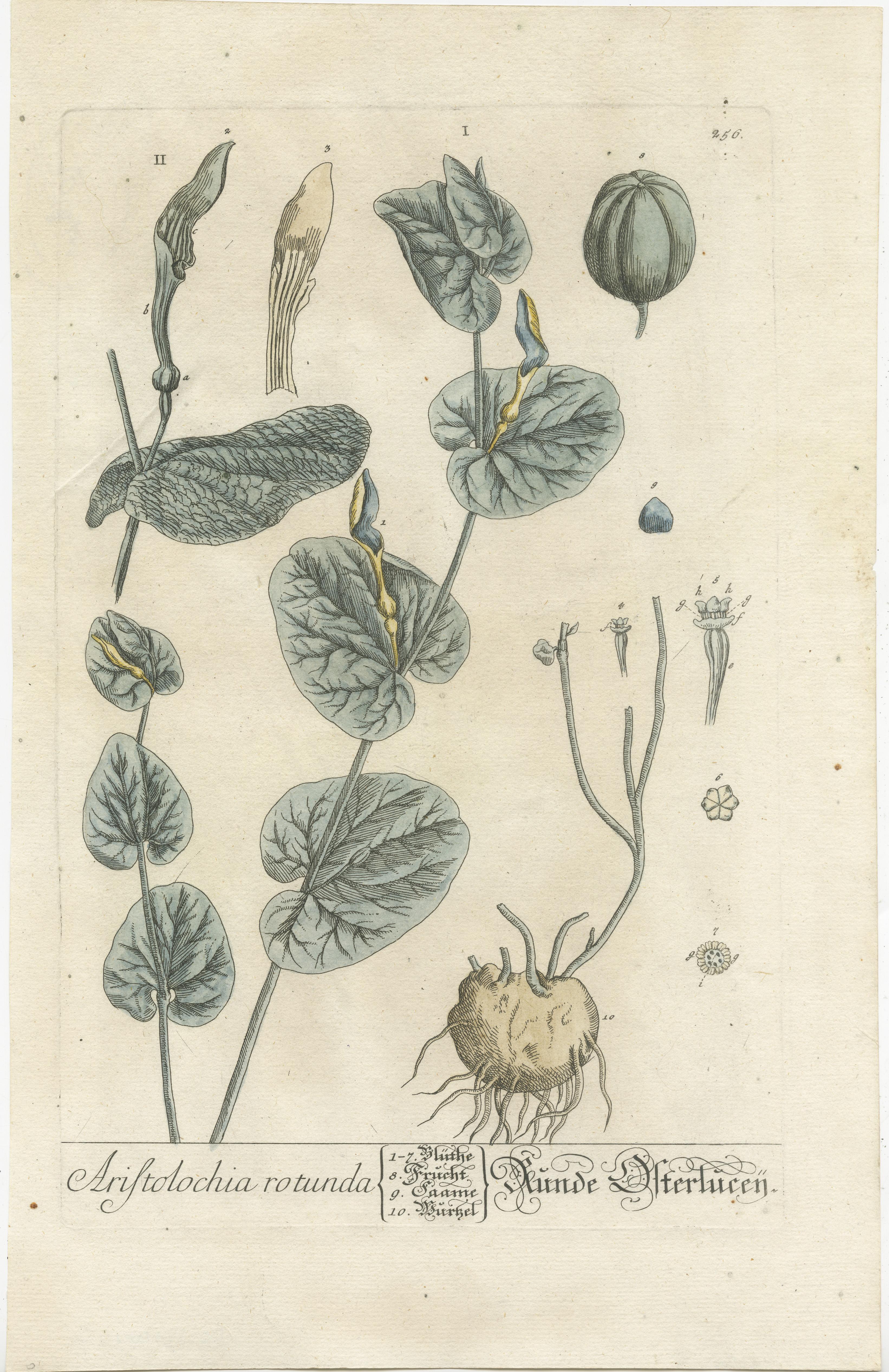 Antique print titled 'Aristolochia rotunda'. Botanical print of Aristolochia rotunda, commonly known as smearwort or round-leaved birthwort. Published by or after Elisabeth Blackwell, circa 1750. 