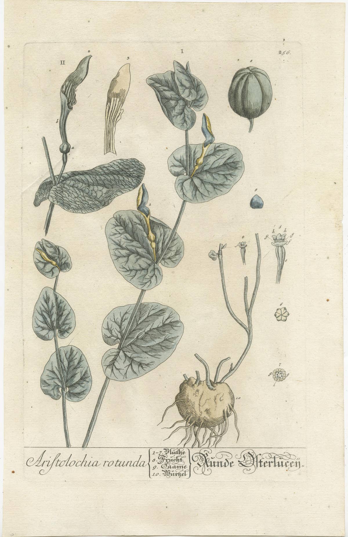 Antique Botanical Print of Aristolochia Rotunda