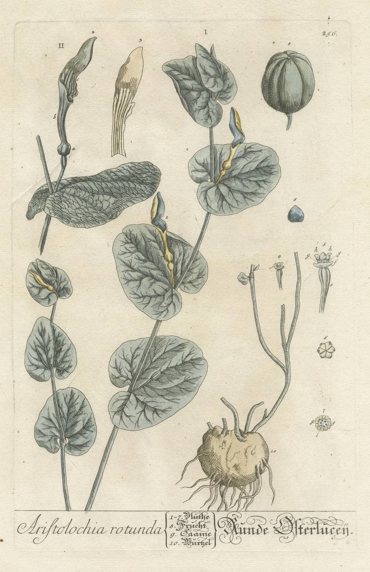 Antique Botanical Print of Aristolochia Rotunda