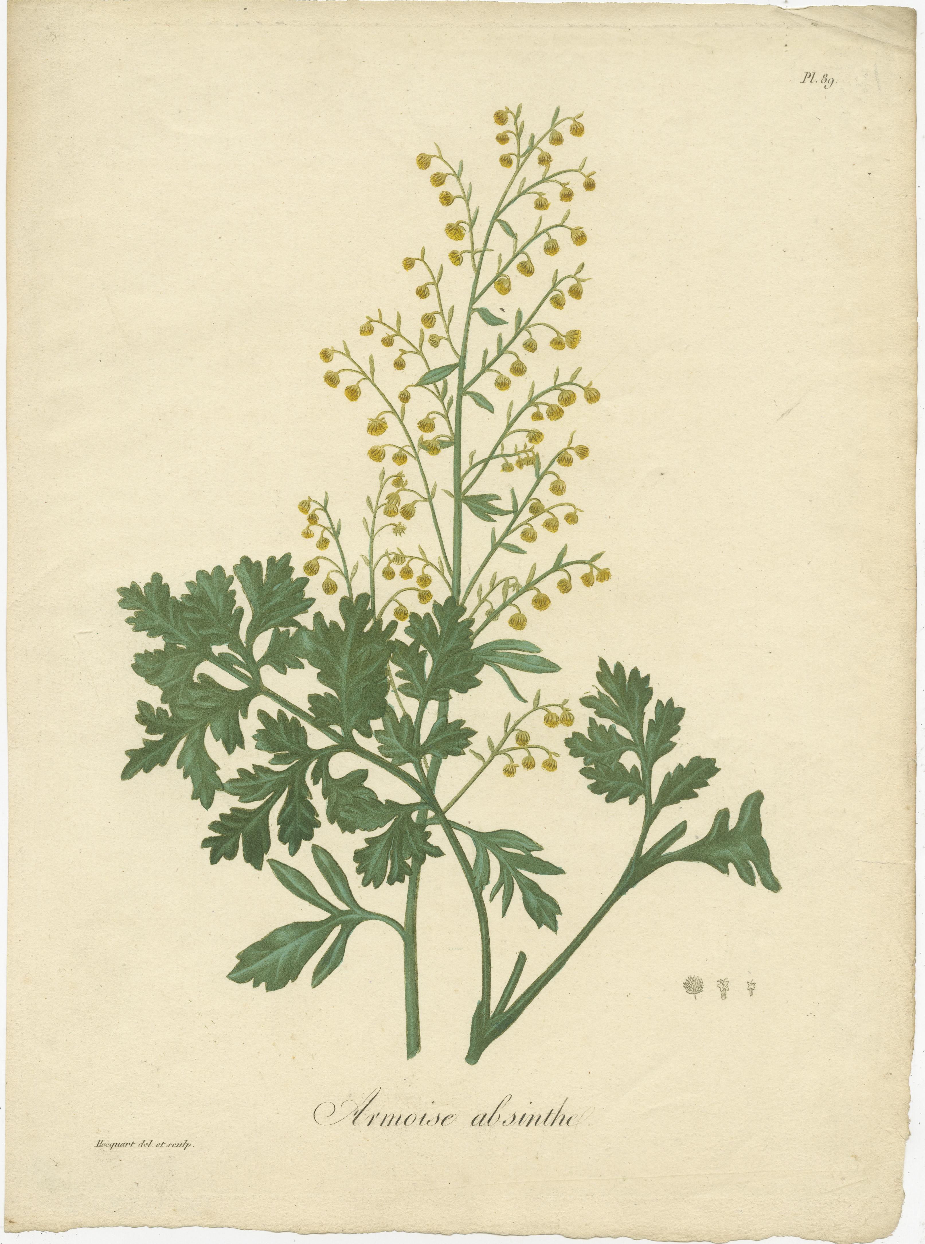 Gravure botanique ancienne intitulée 'Armoise Absinthe'. Cette estampe représente l'Artemisia Absinthium, également connue sous le nom d'absinthe. Il s'agit d'une plante vivace ligneuse à port dressé, au feuillage gris argenté finement divisé et