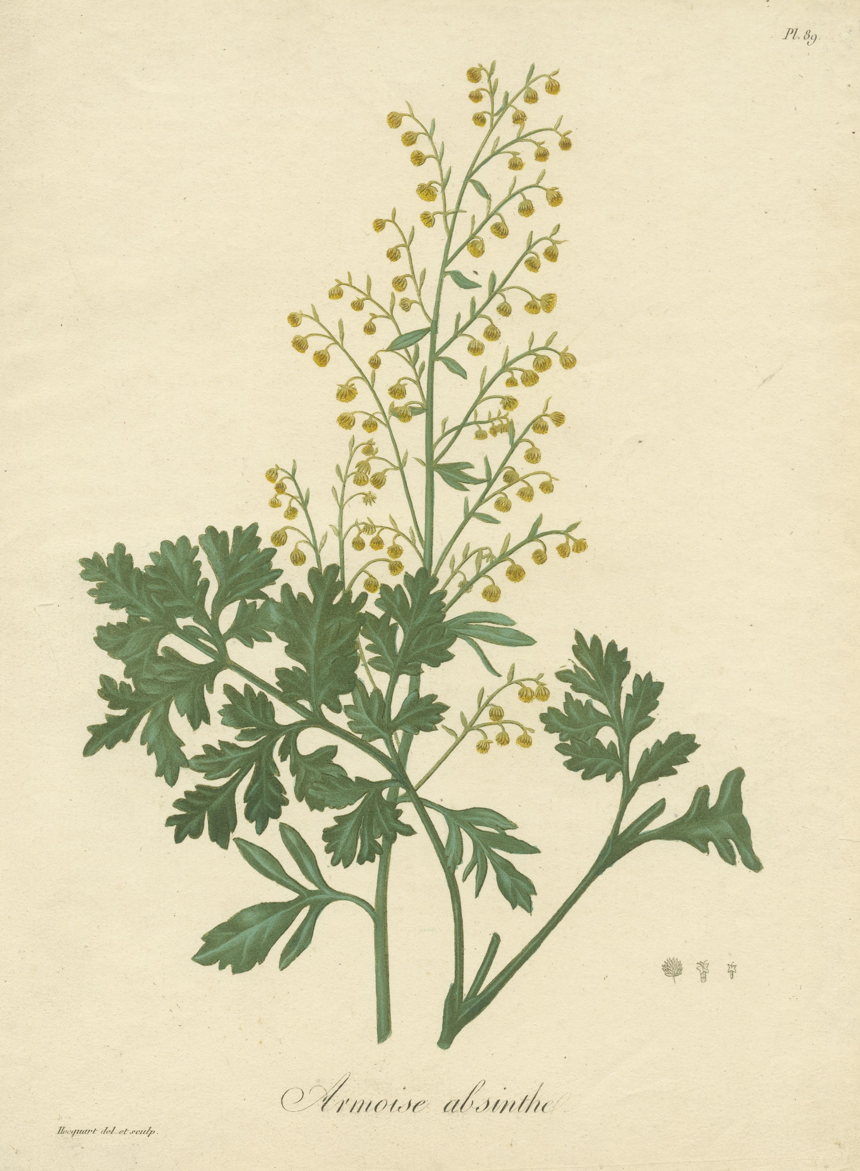 Antique Botanical Print of Artemisia Absinthium or Wormwood, ca.1821 In Fair Condition For Sale In Langweer, NL