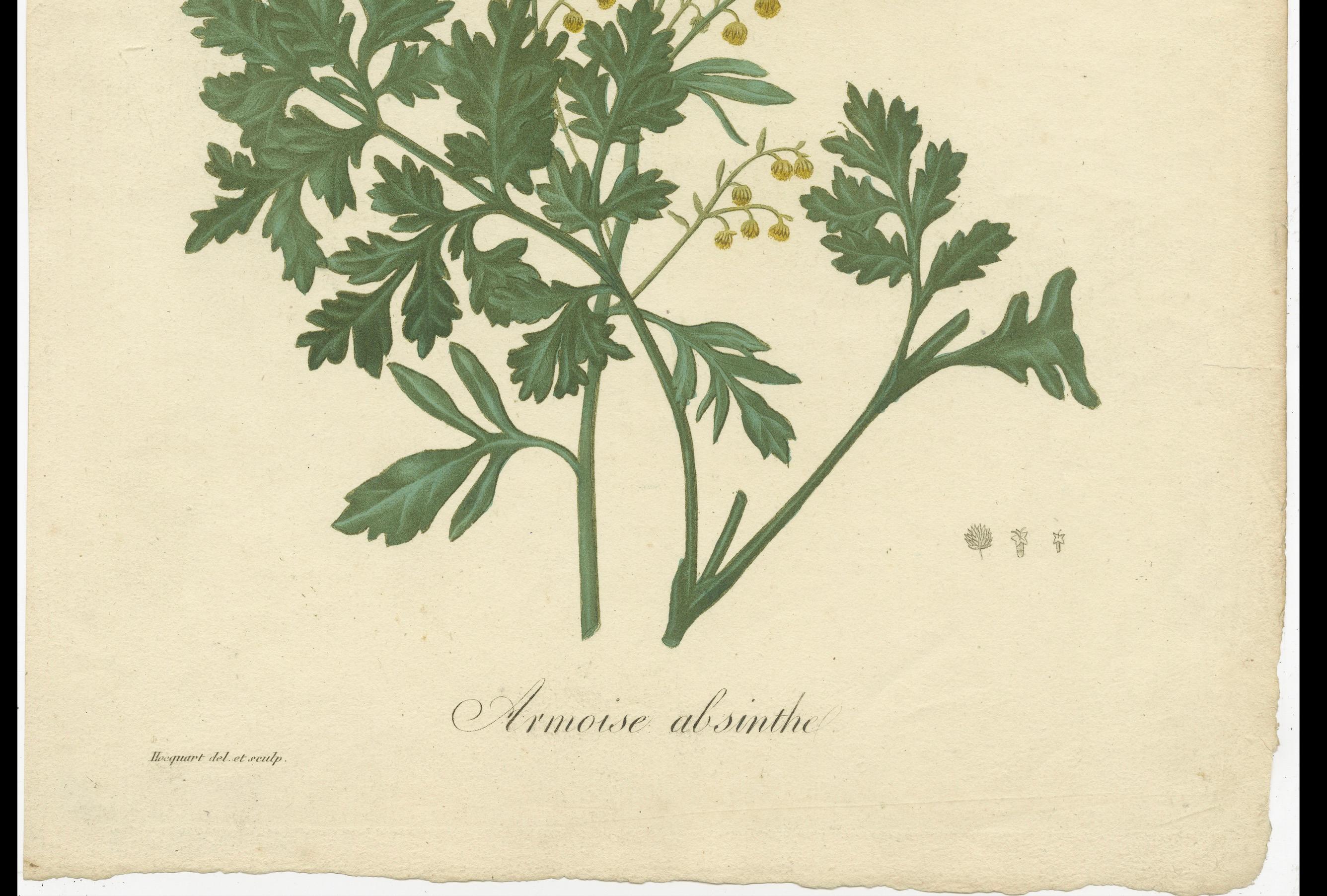 Impression botanique ancienne d'Artemisia Absinthium ou Wormwood, ca.1821 en vente 1