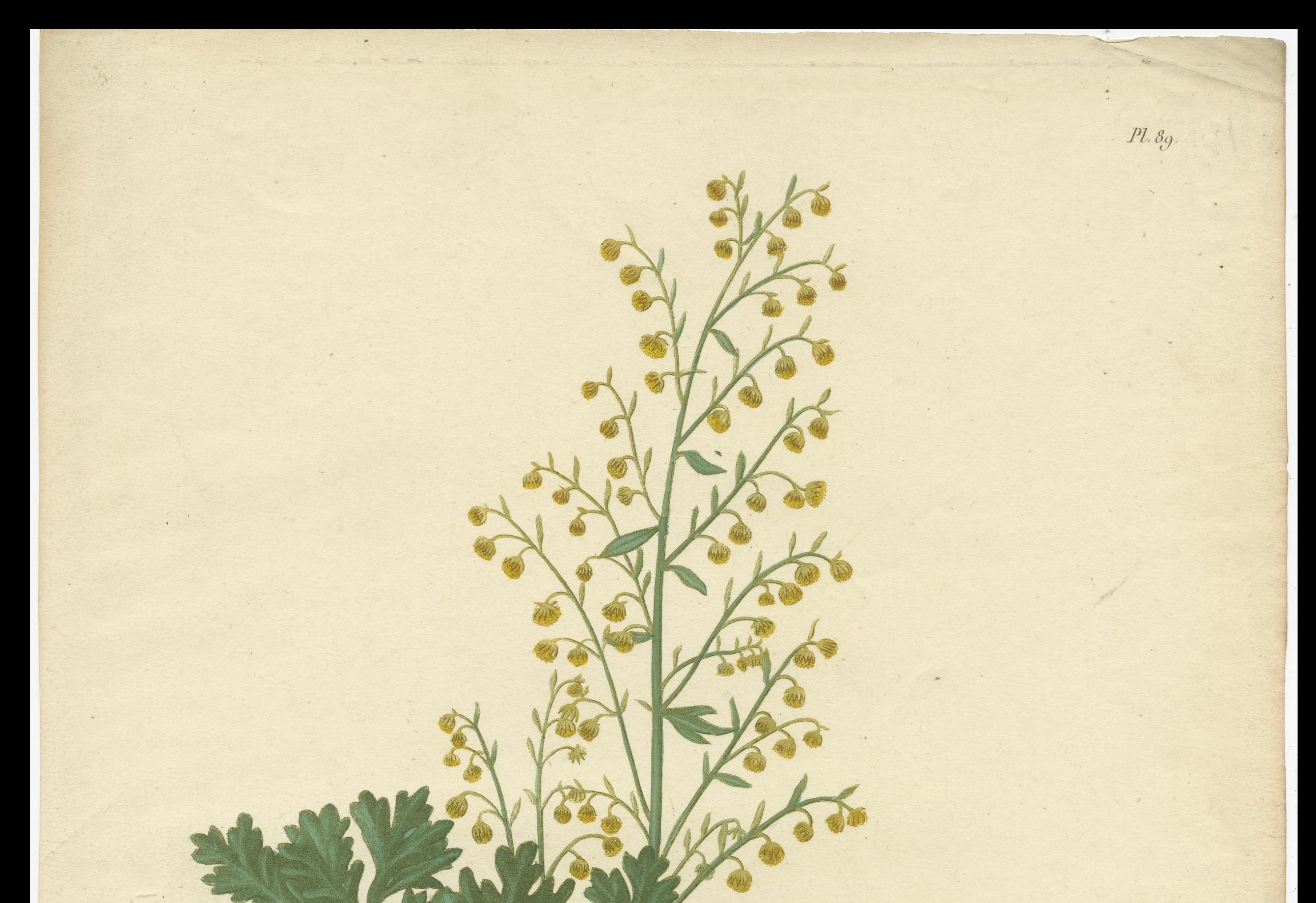 Antique Botanical Print of Artemisia Absinthium or Wormwood, ca.1821 For Sale 2