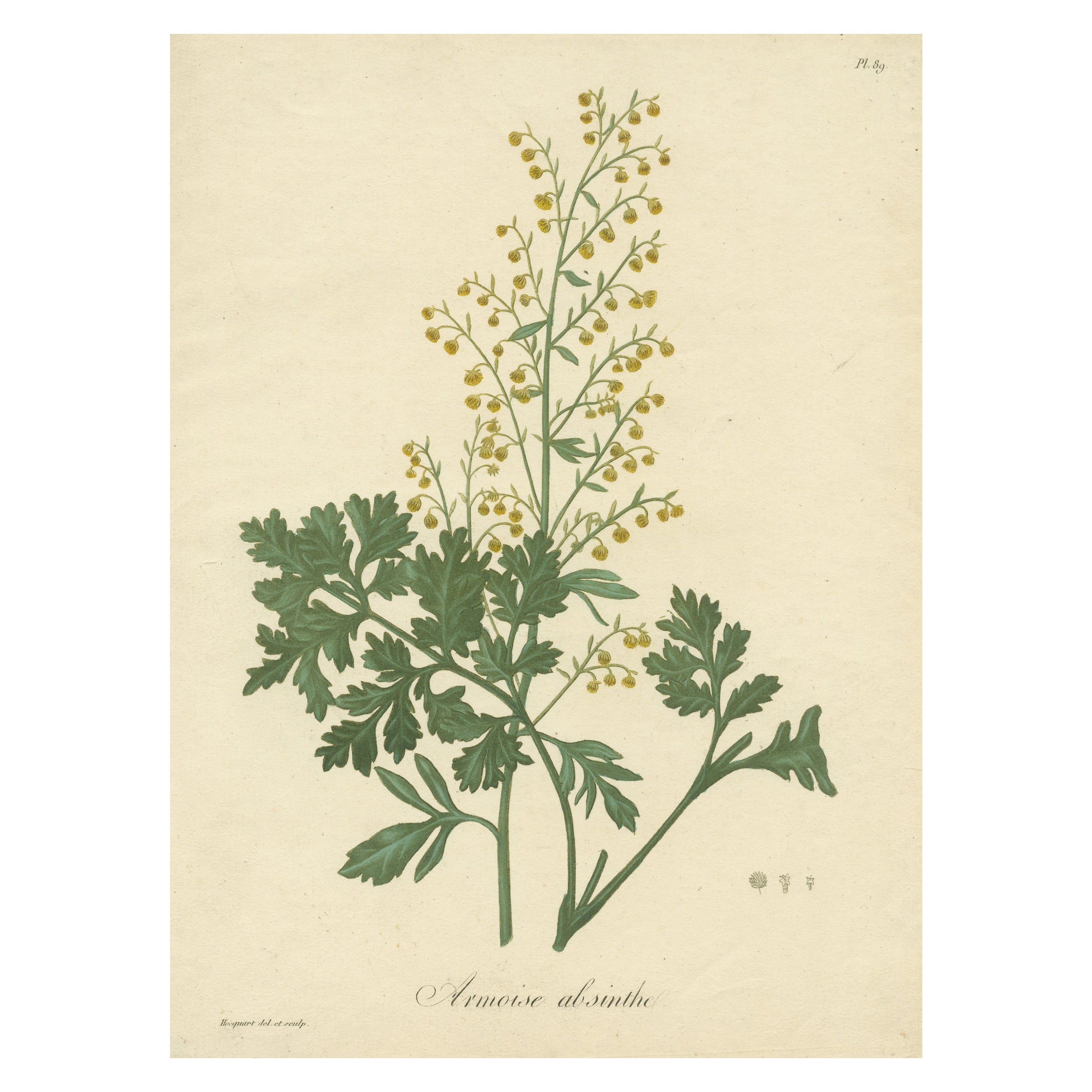 Grabado botánico antiguo de Artemisia Absinthium o Ajenjo, ca.1821 en venta