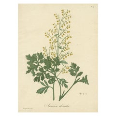 Stampa botanica antica di Artemisia Absinthium o Assenzio, 1821 ca.