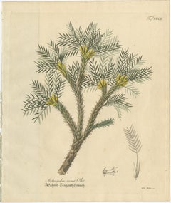 Antique Botanical Print of Astragalus Verus, Copper Engraving, c.1831