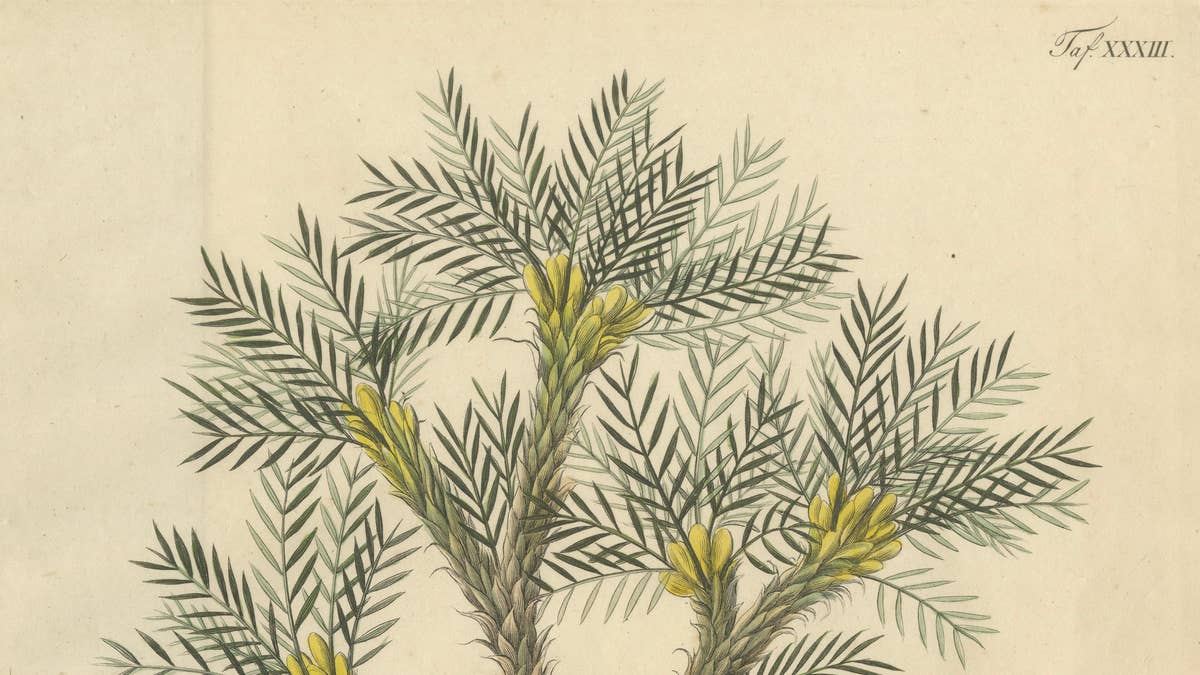 Antique Botanical Print of Astragalus Verus, Copper Engraving, c.1831