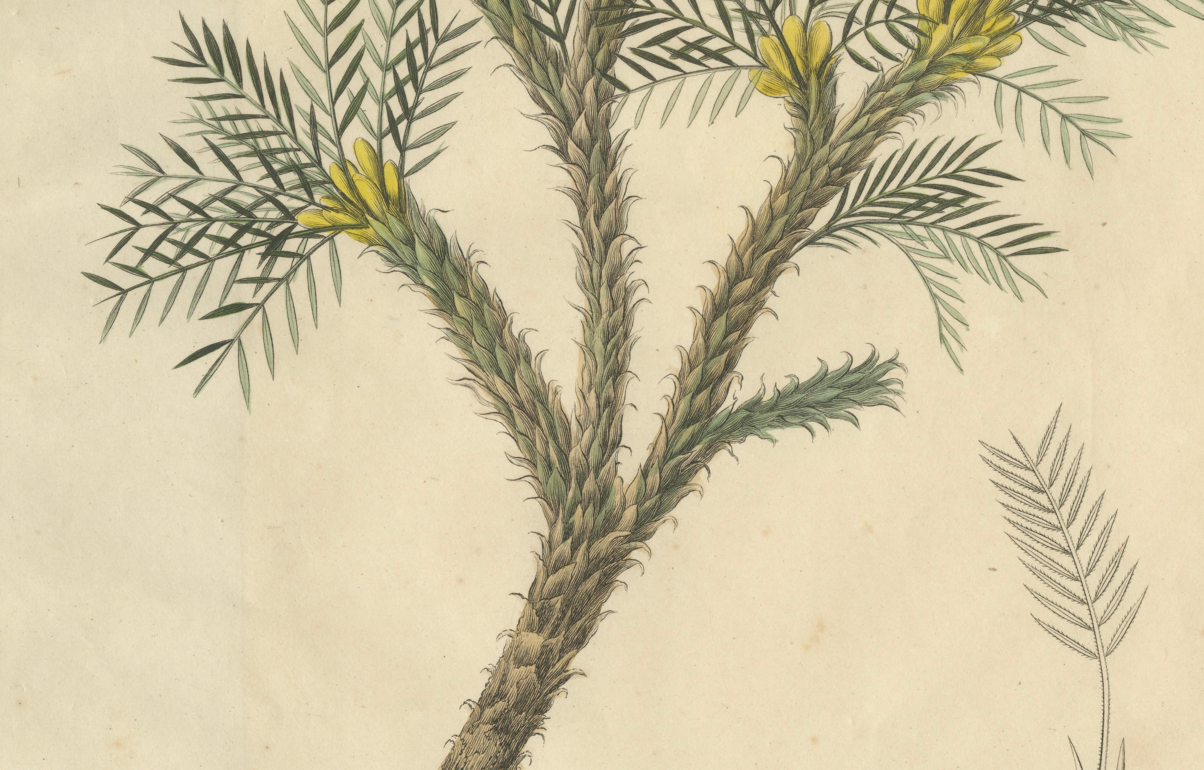 Antique Botanical Print of Astragalus Verus, Copper Engraving, c.1831