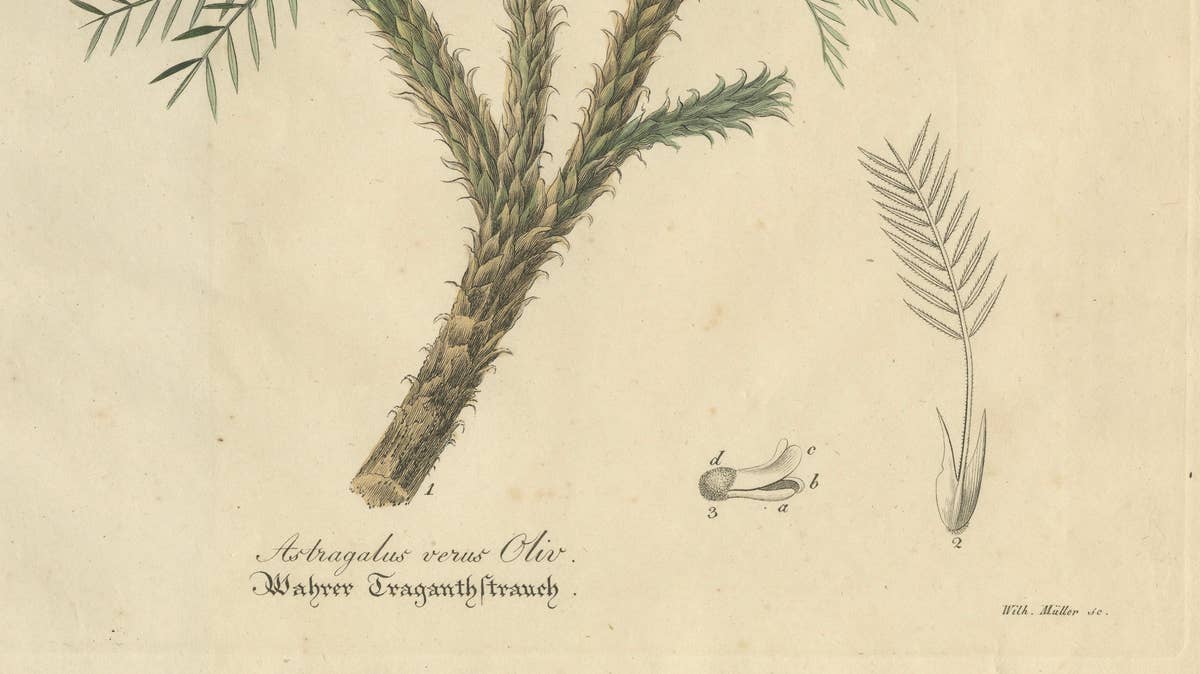 Antique Botanical Print of Astragalus Verus, Copper Engraving, c.1831