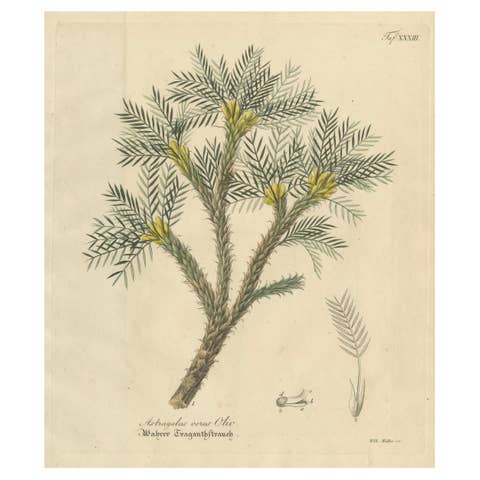 Antique Botanical Print of Astragalus Verus, Copper Engraving, c.1831