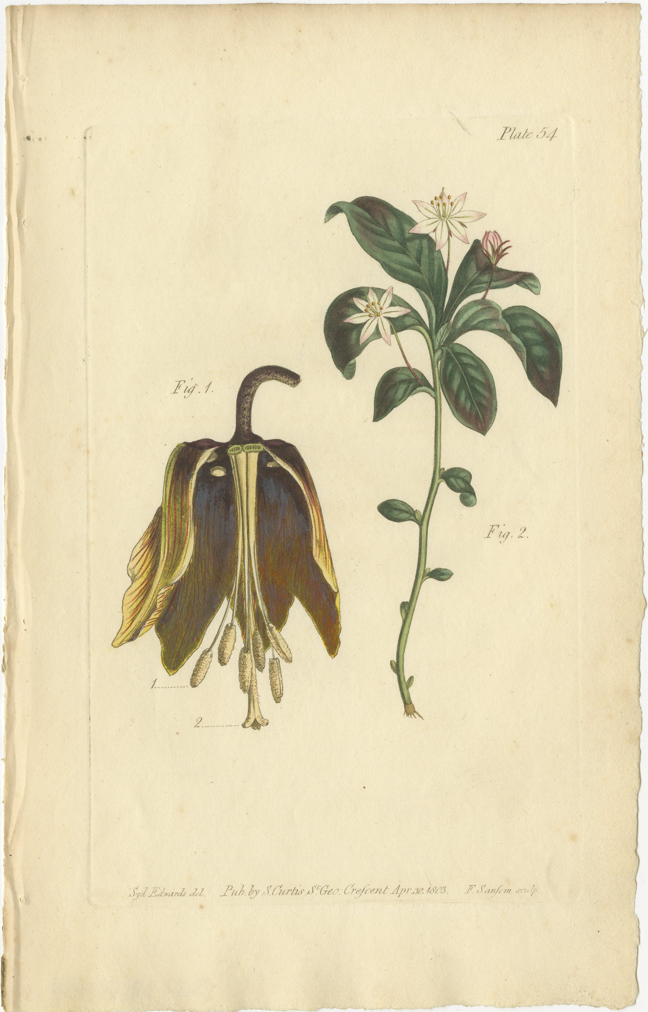Titel: Antiker botanischer Druck von Bananenstaude und sternförmigem wildem Jasmin, 1803

Dieser Titel spiegelt die in der Illustration dargestellten Pflanzen genau wider: den Bananenstrauch (Abb. 1, mit der Samenschale) und den Sternjasmin (Abb. 2,