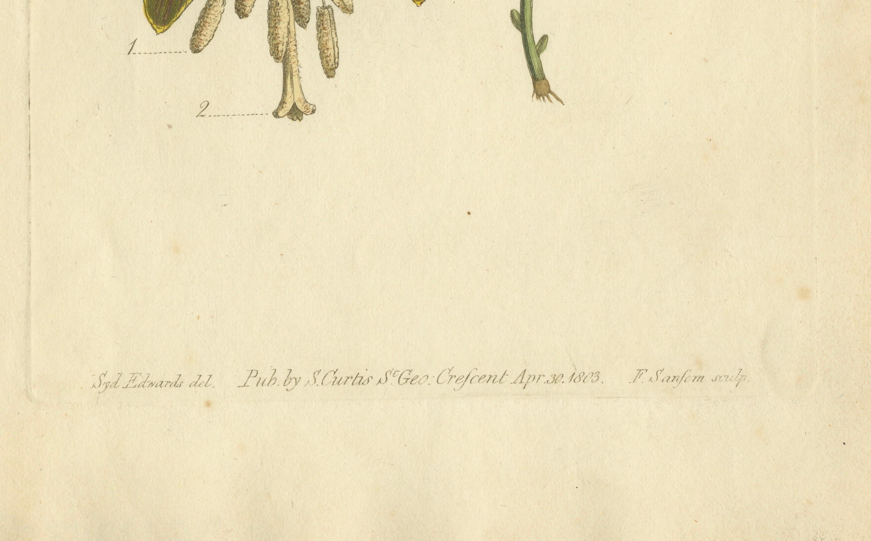Antiker botanischer Druck von Bananenschrub und sternförmigem Wild Jasmine, 1803 im Zustand „Gut“ im Angebot in Langweer, NL