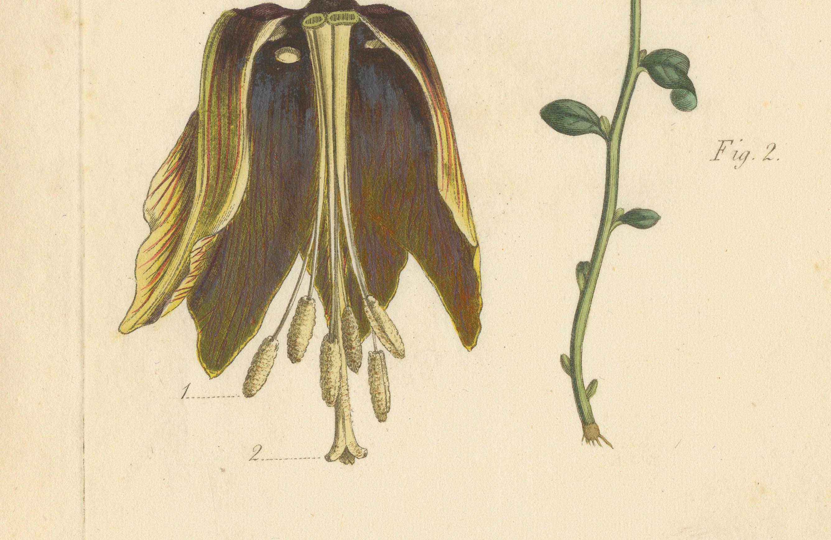 Antiker botanischer Druck von Bananenschrub und sternförmigem Wild Jasmine, 1803 (Frühes 19. Jahrhundert) im Angebot