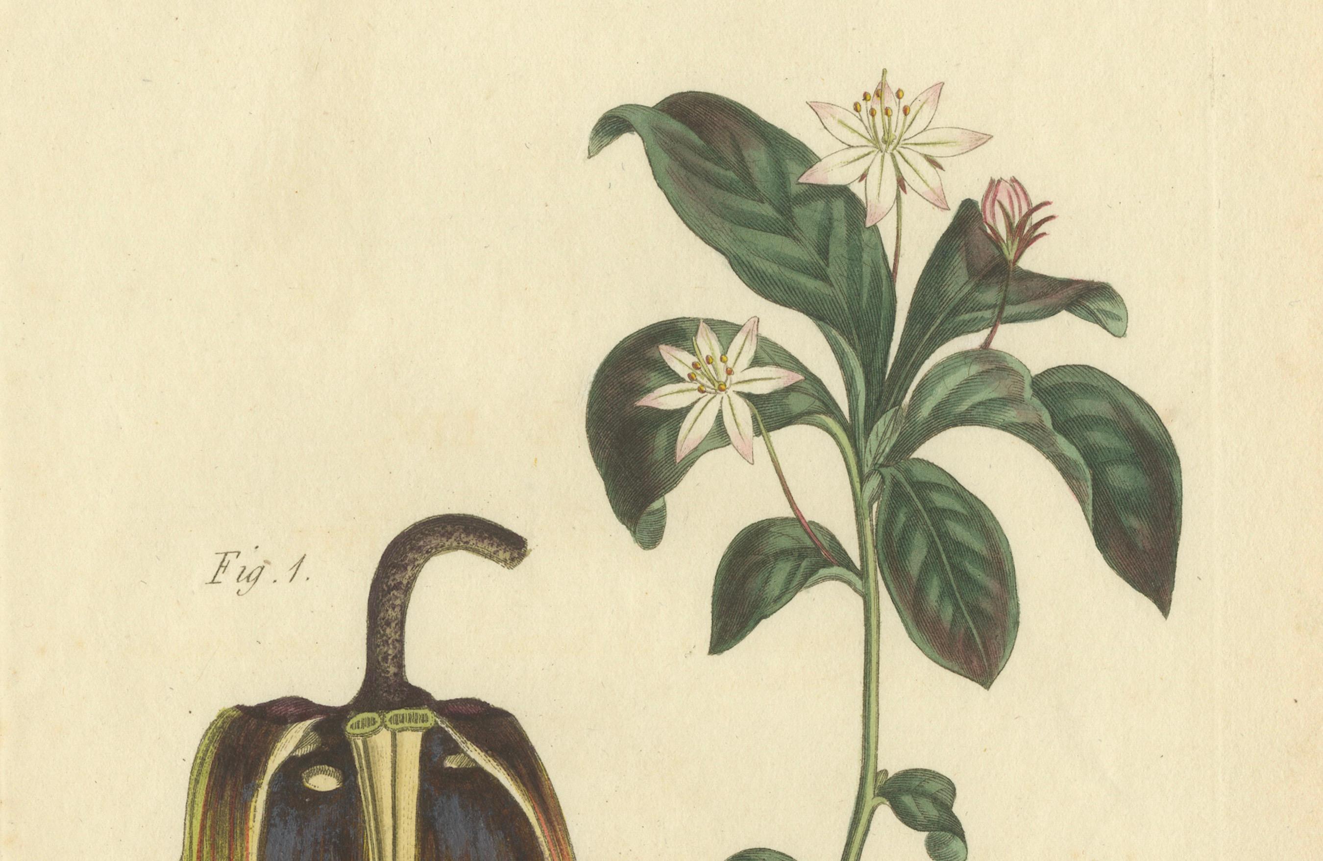 Antiker botanischer Druck von Bananenschrub und sternförmigem Wild Jasmine, 1803 (Papier) im Angebot
