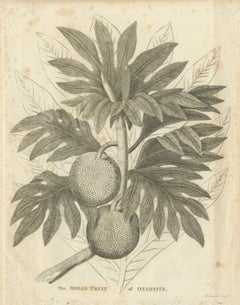 Gravure botanique ancienne représentant un fruit à pain d'Otaheite, par Bryan Edwards, 1818