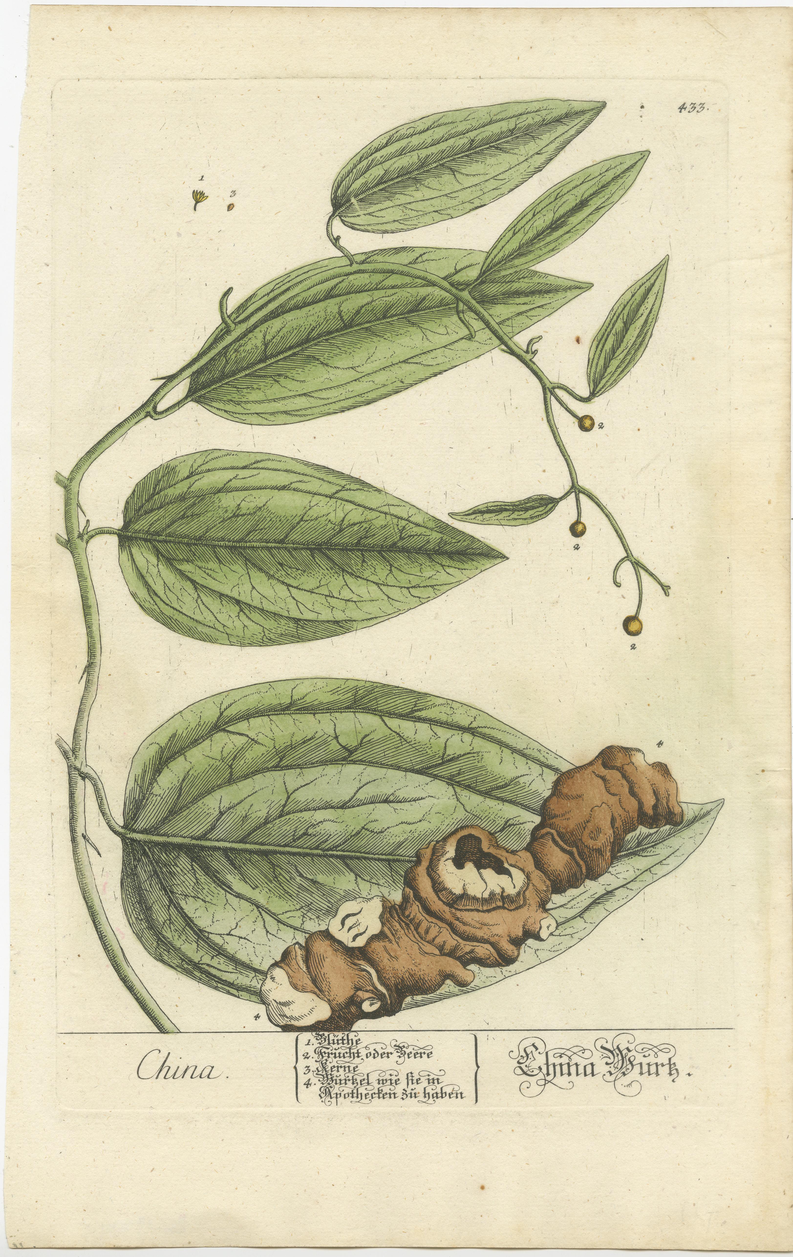 Antique print titled 'China'. Botanical print of chinaroot. Published by or after Elisabeth Blackwell, circa 1750. 