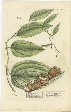 Antique Botanical Print of Chinaroot