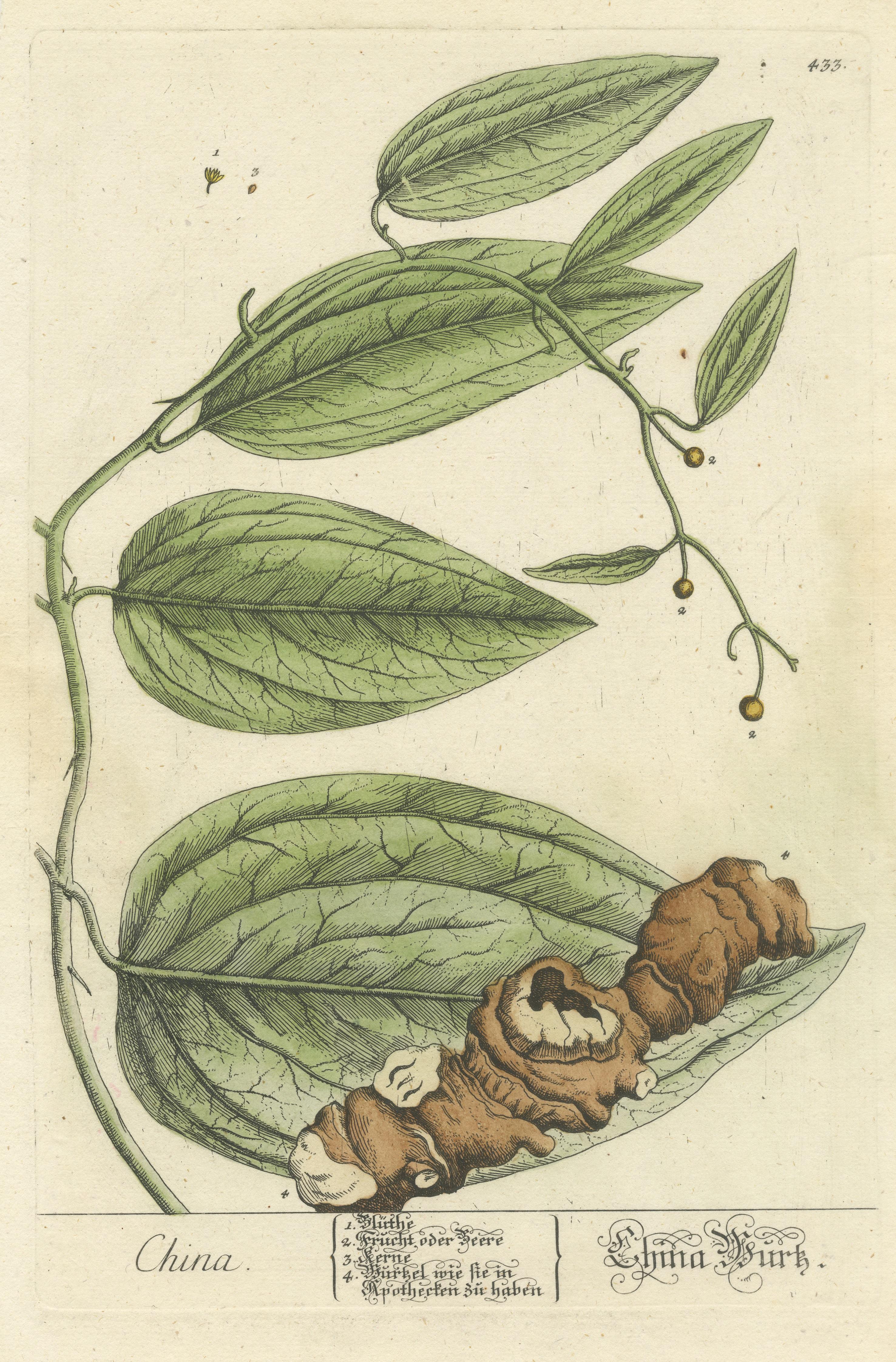 18th Century Antique Botanical Print of Chinaroot For Sale