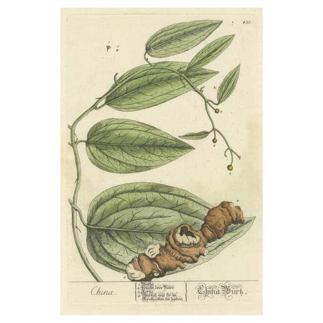 Antique Botanical Print of a Tamarind Tree For Sale at 1stDibs ...