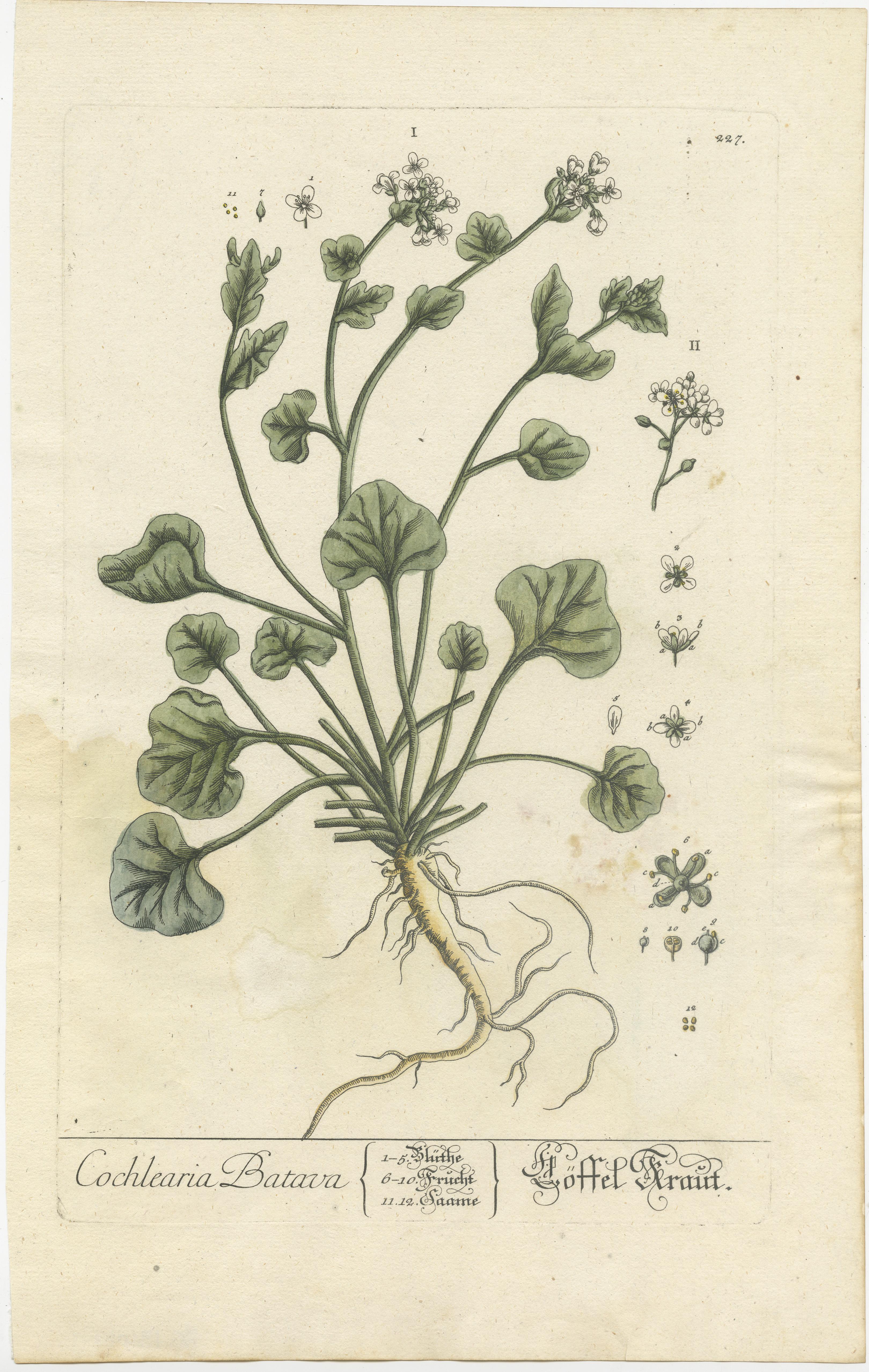 Antiker Druck mit dem Titel 'Cochlearia Batava'. Botanischer Druck von Cochlearia officinalis, Gemeines Scharbockskraut, Scharbockskraut oder Löffelkraut. Veröffentlicht von oder nach Elisabeth Blackwell, ca. 1750. 