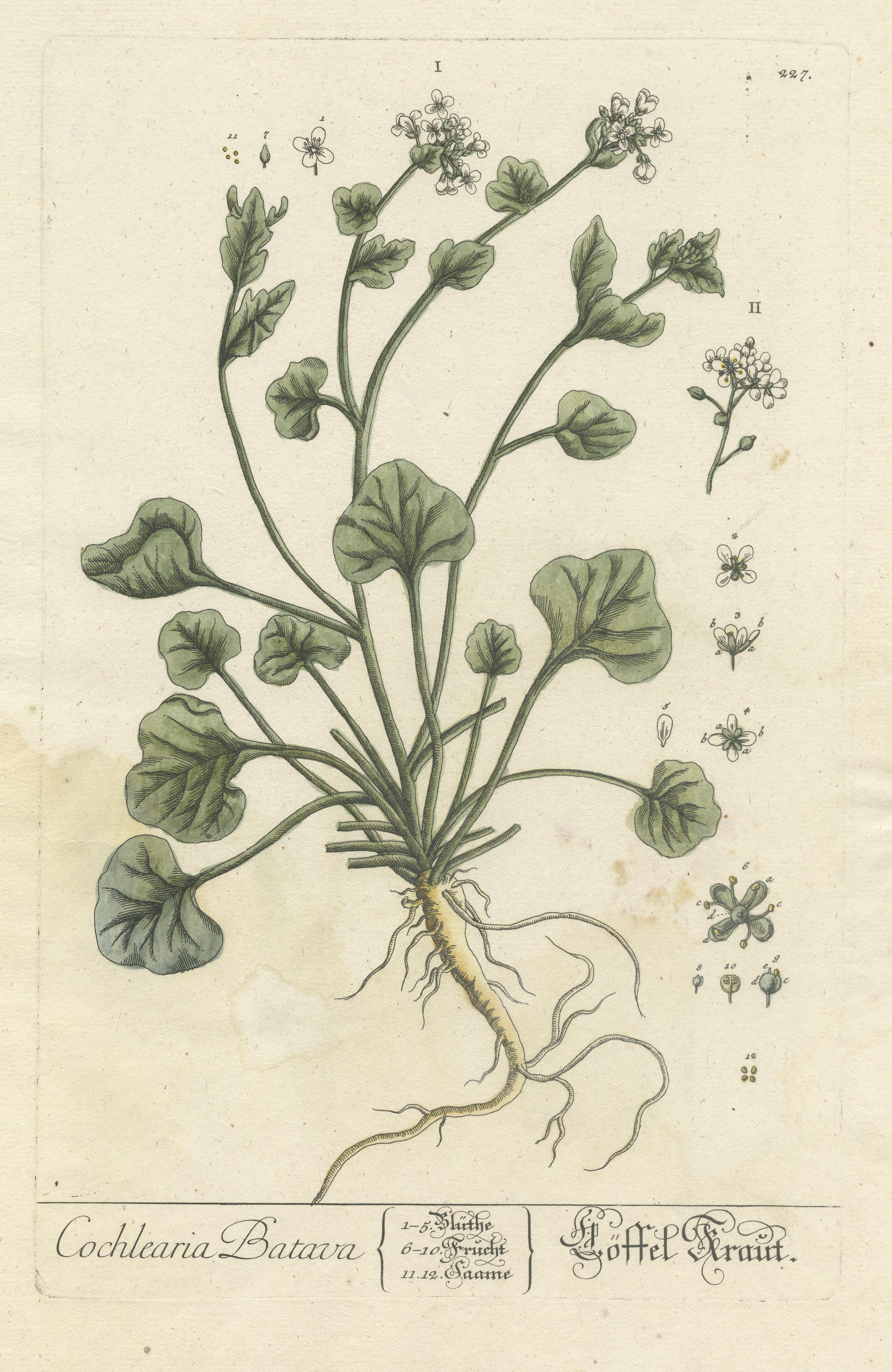 Antique Botanical Print of Cochlearia Officinalis In Fair Condition For Sale In Langweer, NL