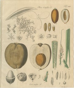 Antique Botanical Print of Coconut Palm, Copper Engraving, c.1831