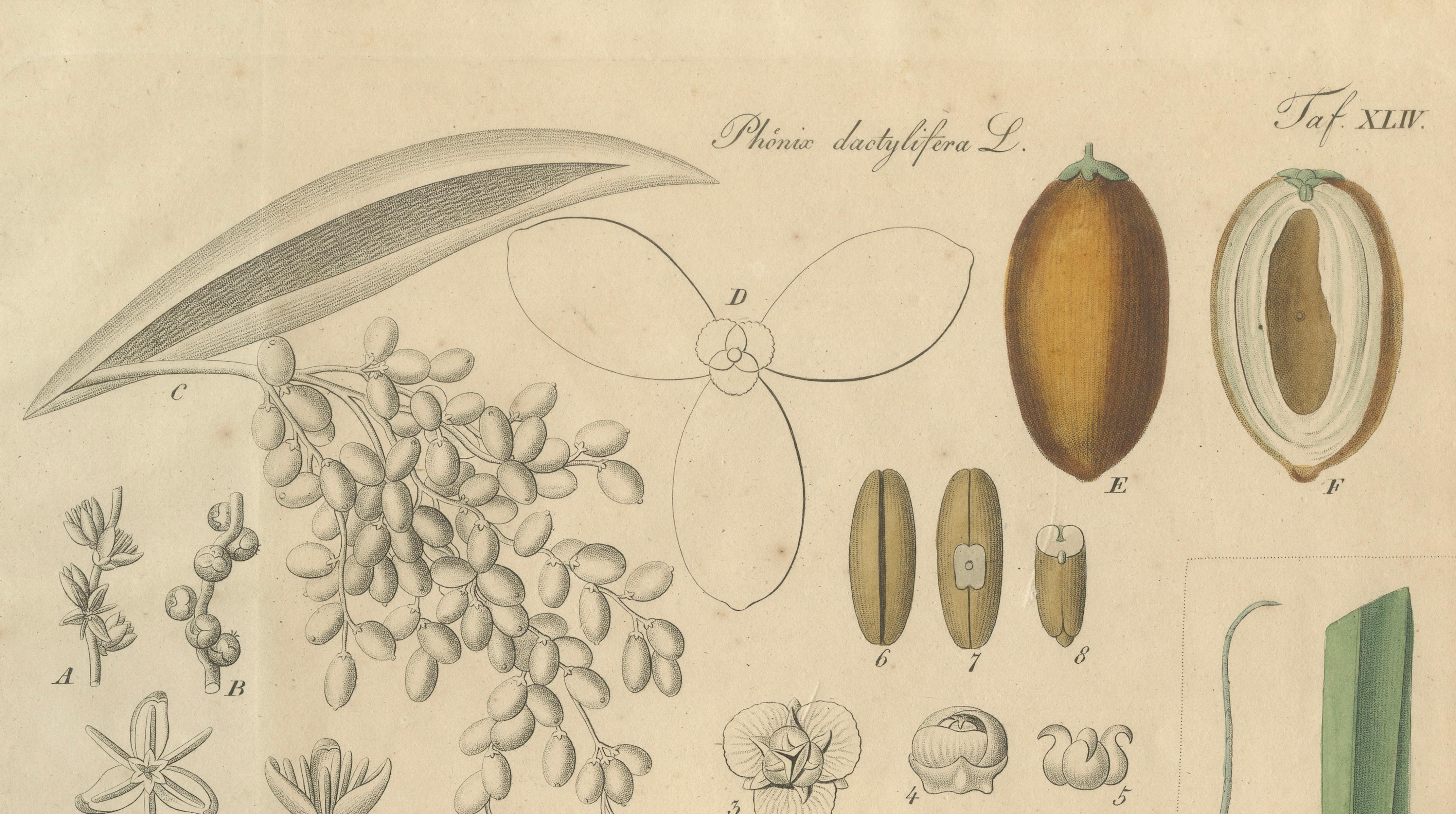 Antique Botanical Print of Coconut Palm, Copper Engraving, c.1831