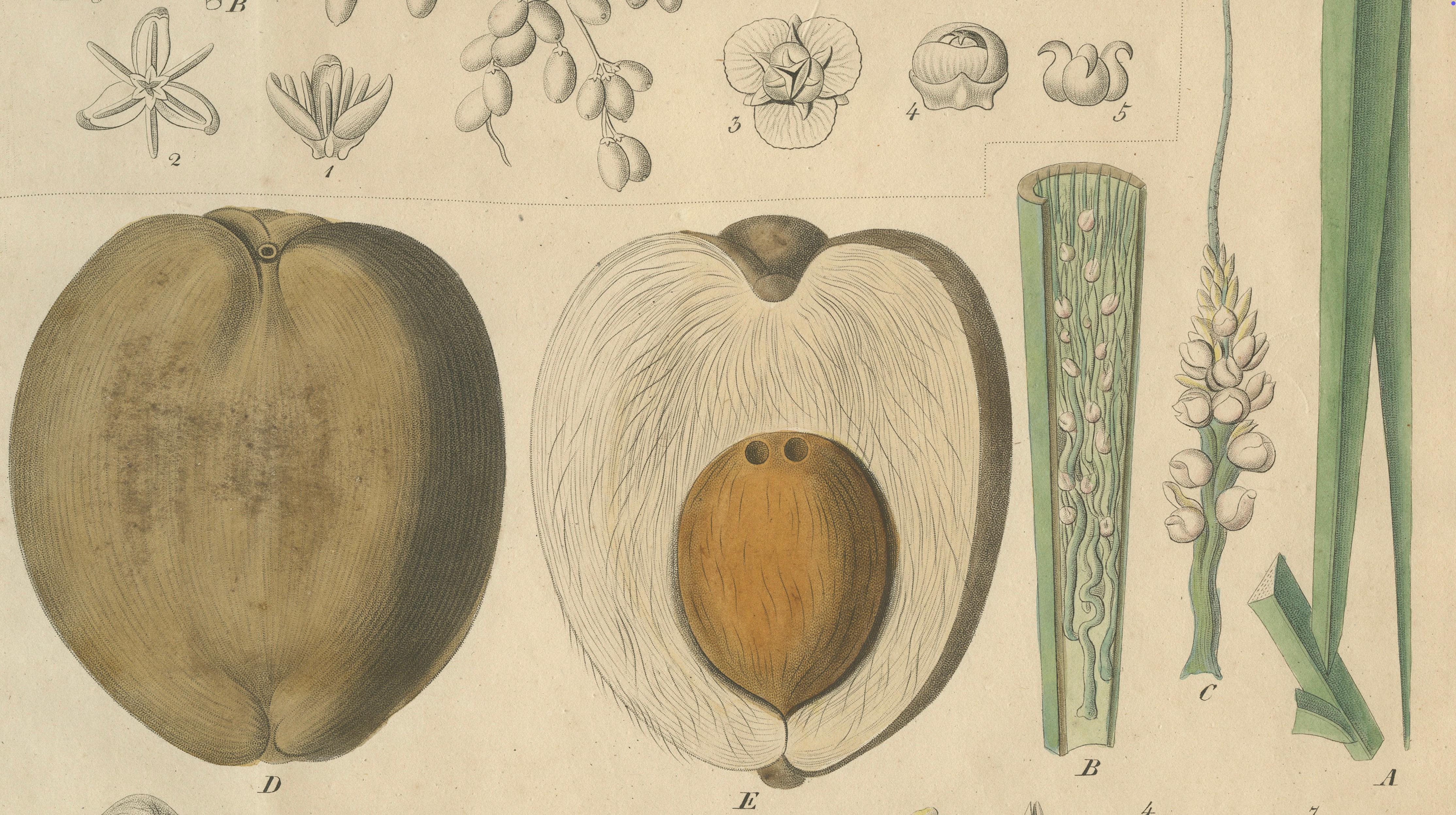 Antique Botanical Print of Coconut Palm, Copper Engraving, c.1831
