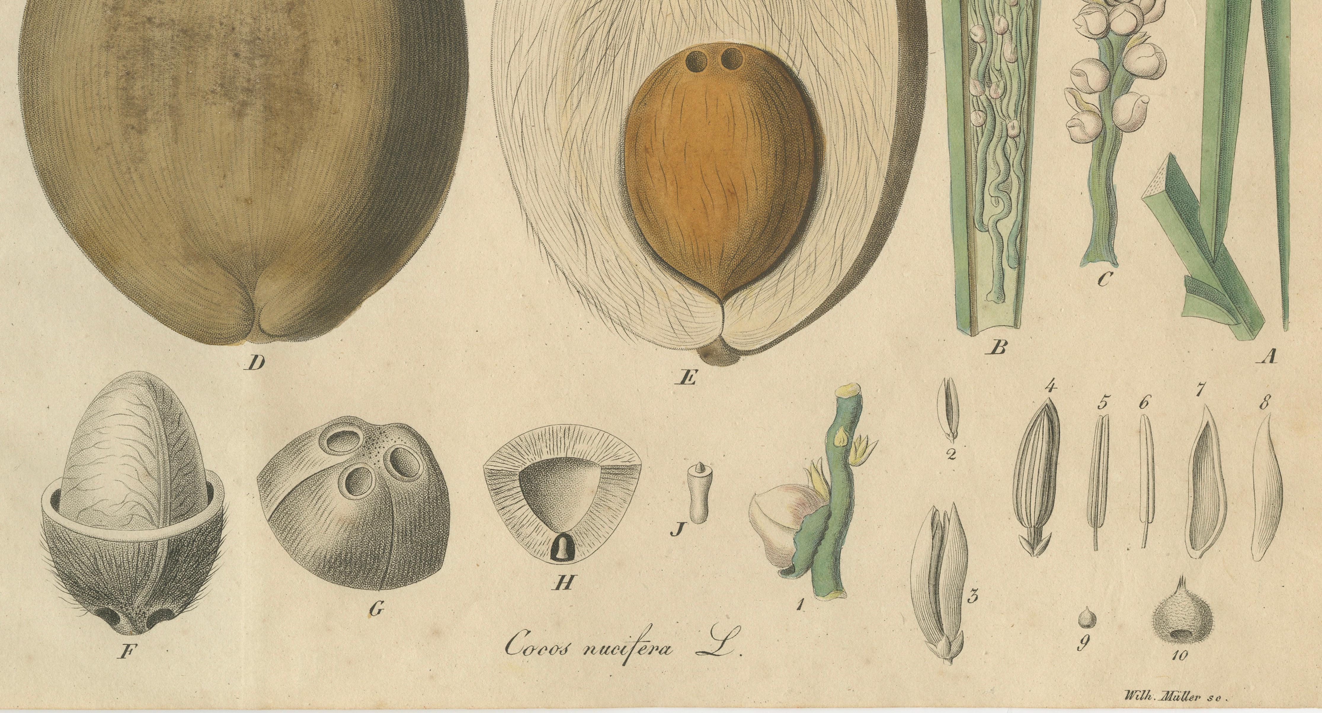 Antique Botanical Print of Coconut Palm, Copper Engraving, c.1831