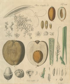 Antique Botanical Print of Coconut Palm, Copper Engraving, c.1831
