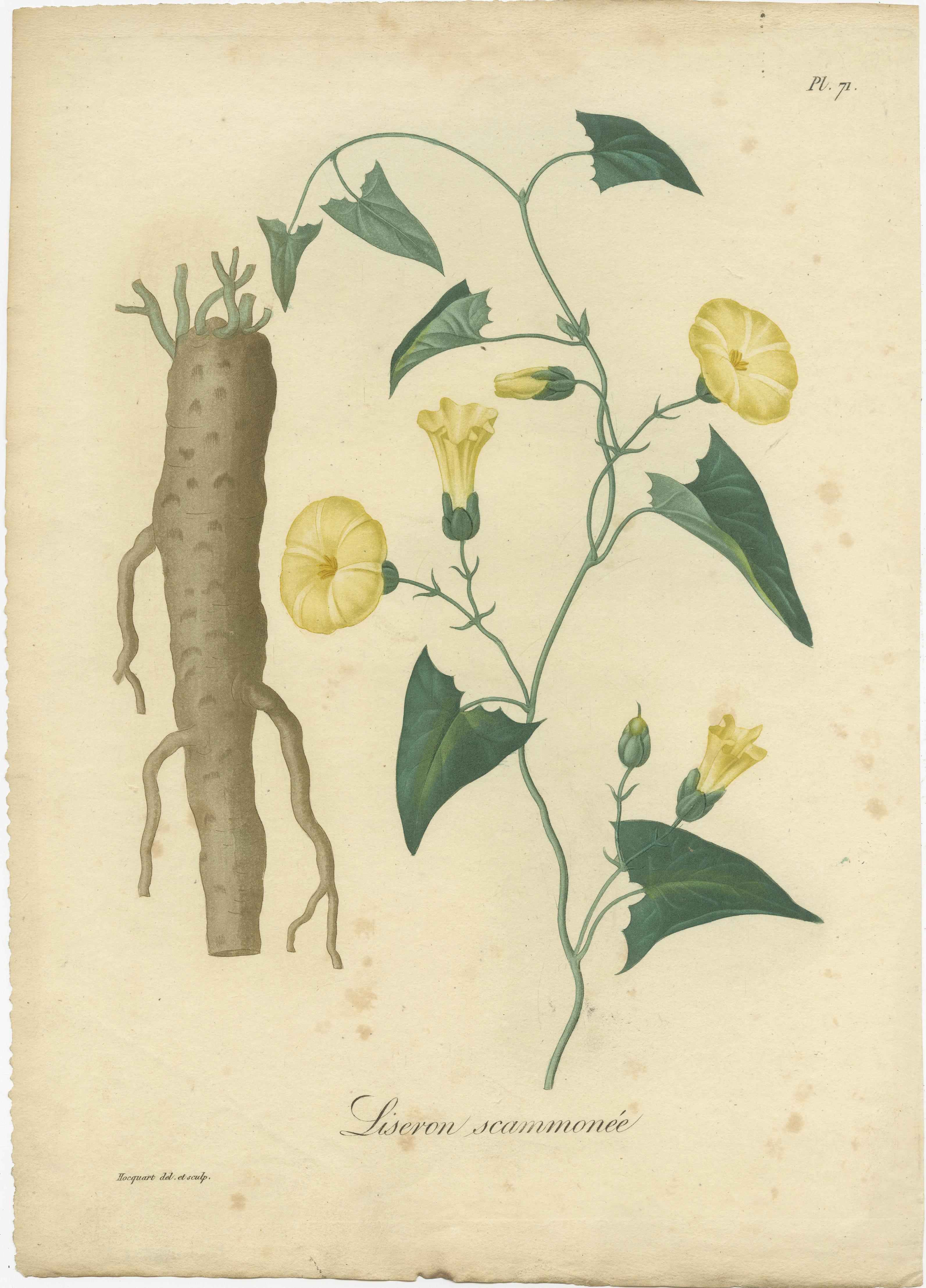 Gravure botanique ancienne intitulée 'Liseron Scammonée'. Cette estampe représente le Convolvulus Scammonia, communément appelé scammonie. C'est un liseron originaire des pays de la partie orientale du bassin méditerranéen ; il pousse dans les