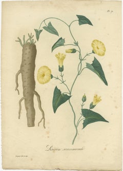 Antique Botanical Print of Convolvulus Scammonia, or Scammony, ca.1821