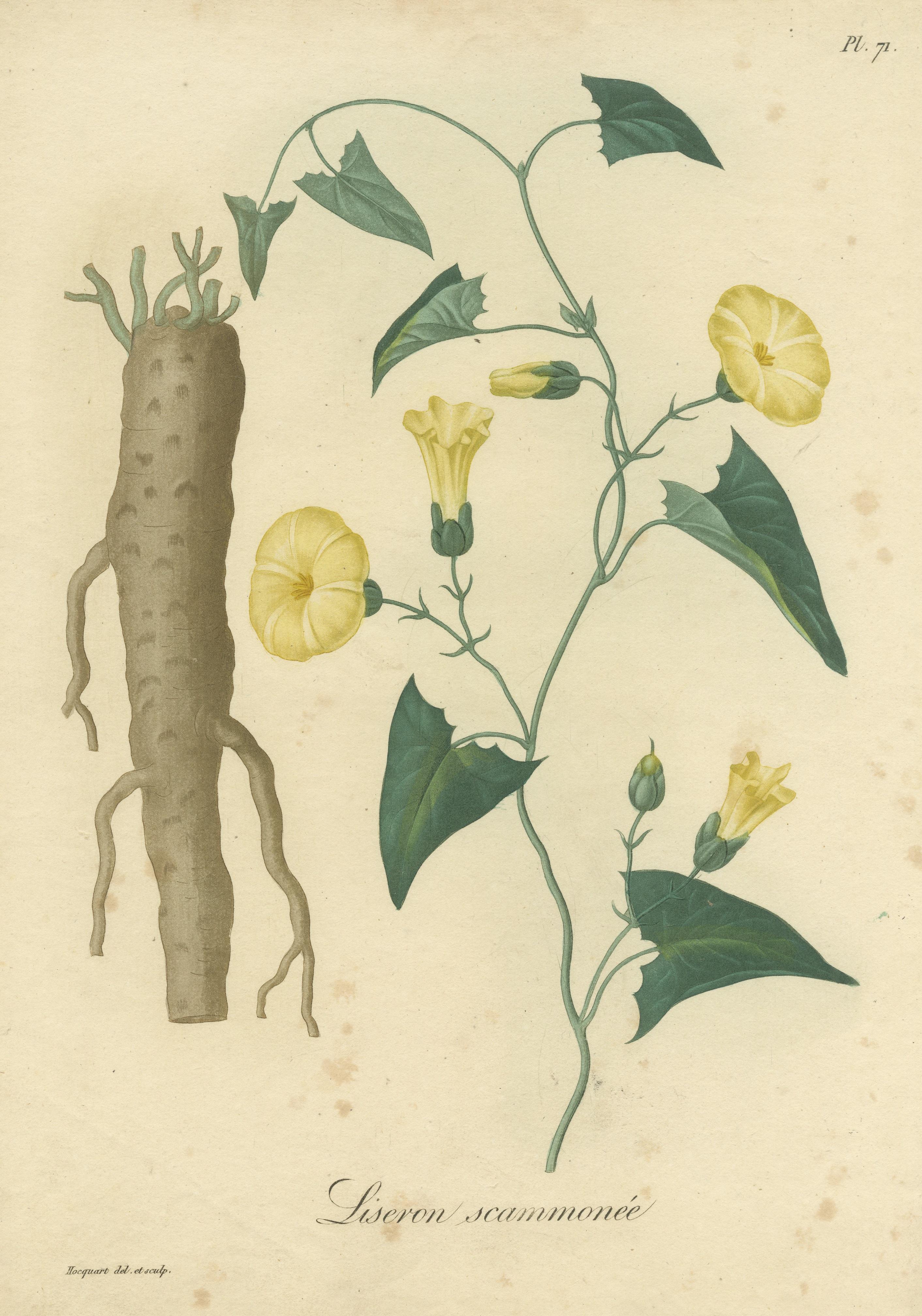 Antique Botanical Print of Convolvulus Scammonia, or Scammony, ca.1821 In Fair Condition For Sale In Langweer, NL