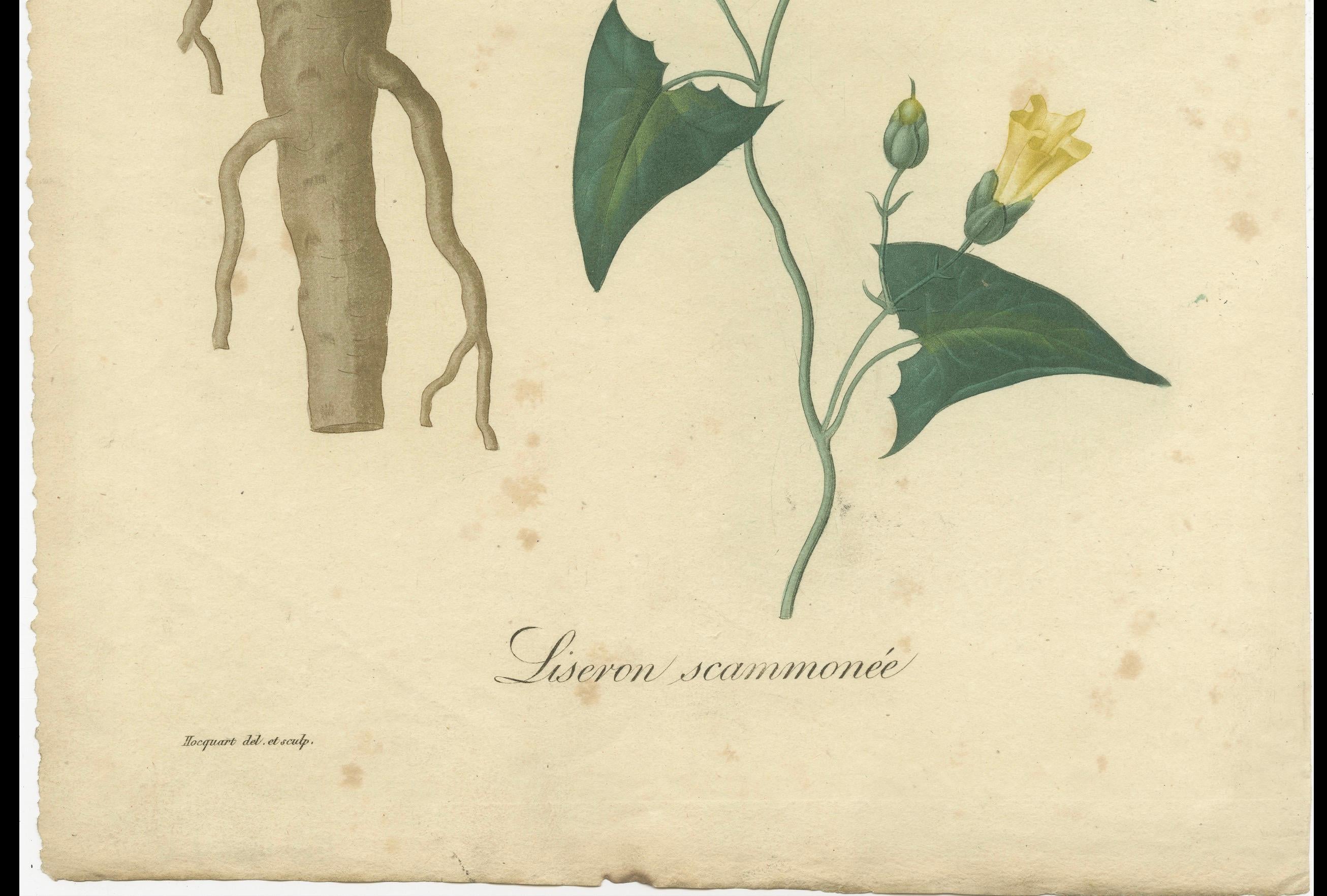Impression botanique ancienne de Convolvulus Scammonia, ou Scammony, vers1821 en vente 1